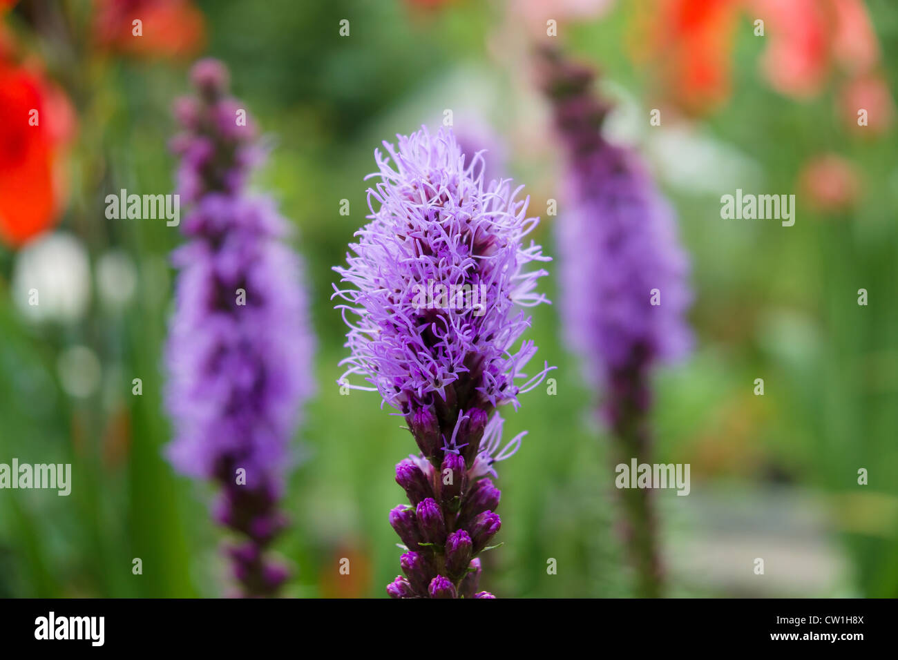 Fleurs de Liatris, gros plan. Banque D'Images