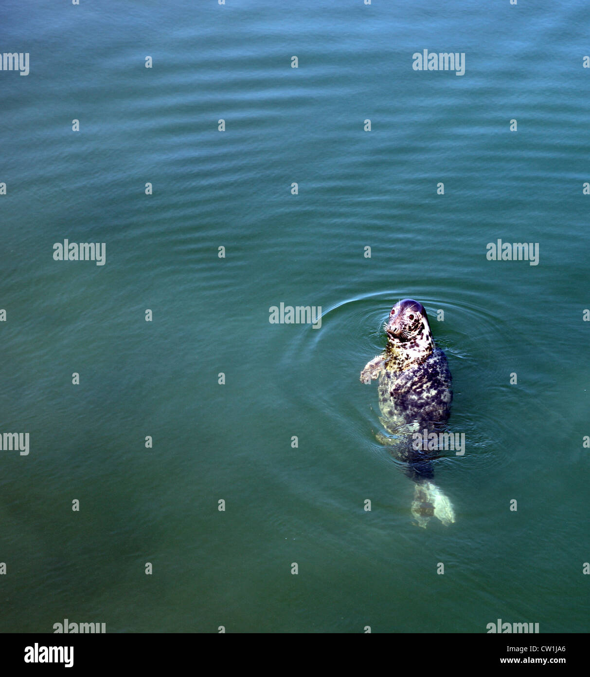 Piscine de phoques gris au large de Clogherhead, Louth, Irlande Co. Banque D'Images