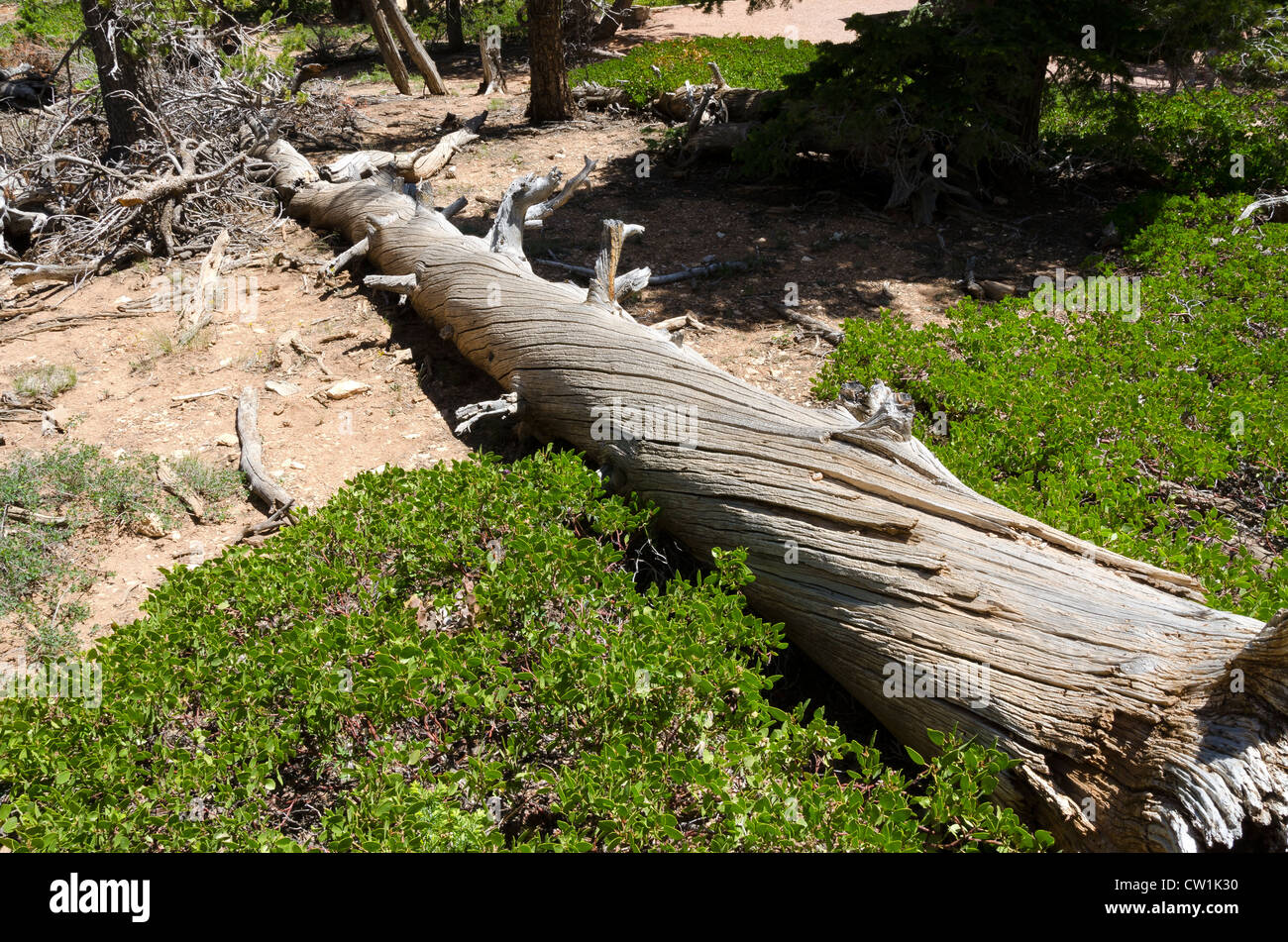 À l'écorce du tronc tordu en Bryce Canyon dans l'Utah aux États-Unis d'Amérique Banque D'Images
