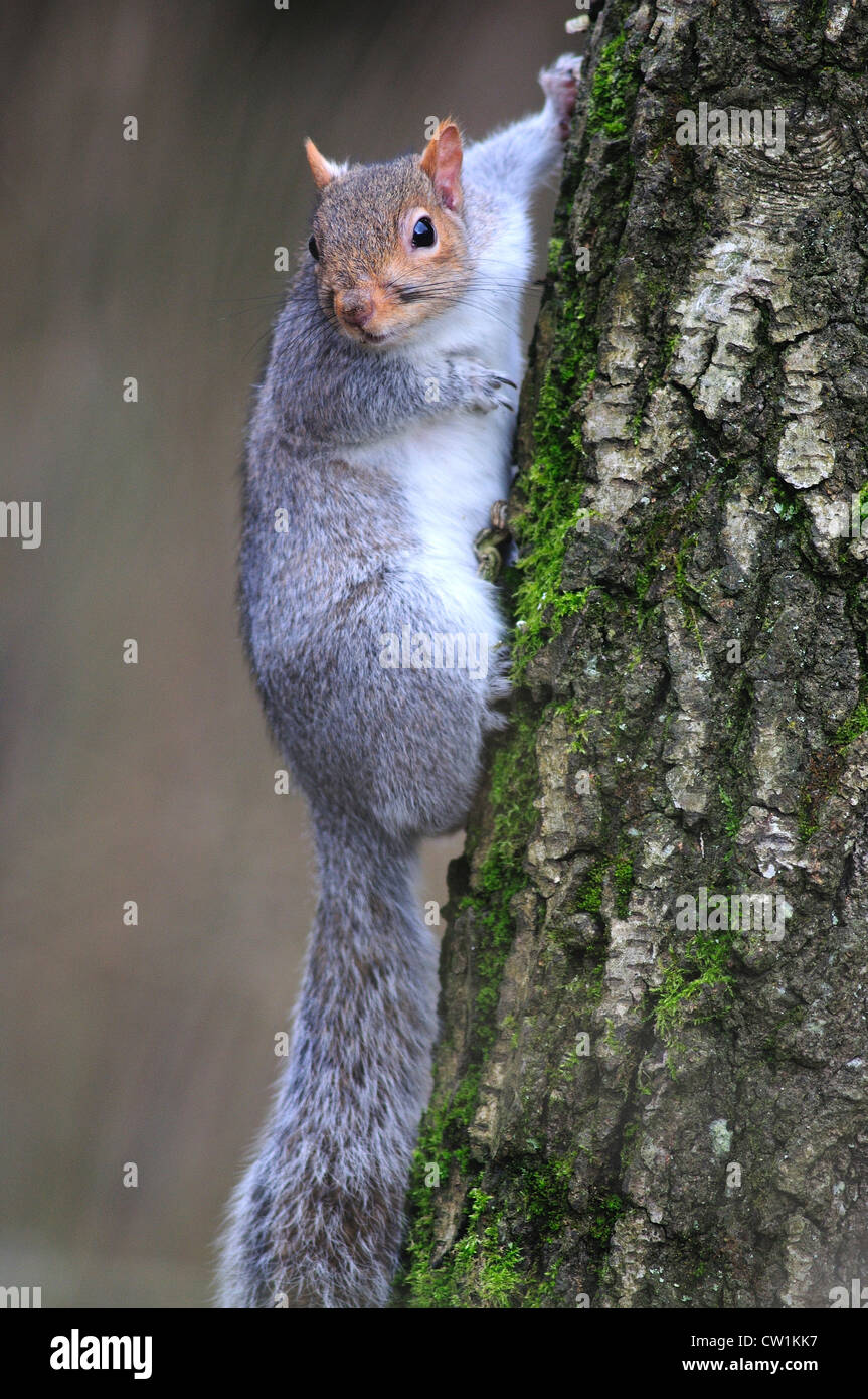 Un écureuil gris qui monte un tronc d'arbre UK Banque D'Images