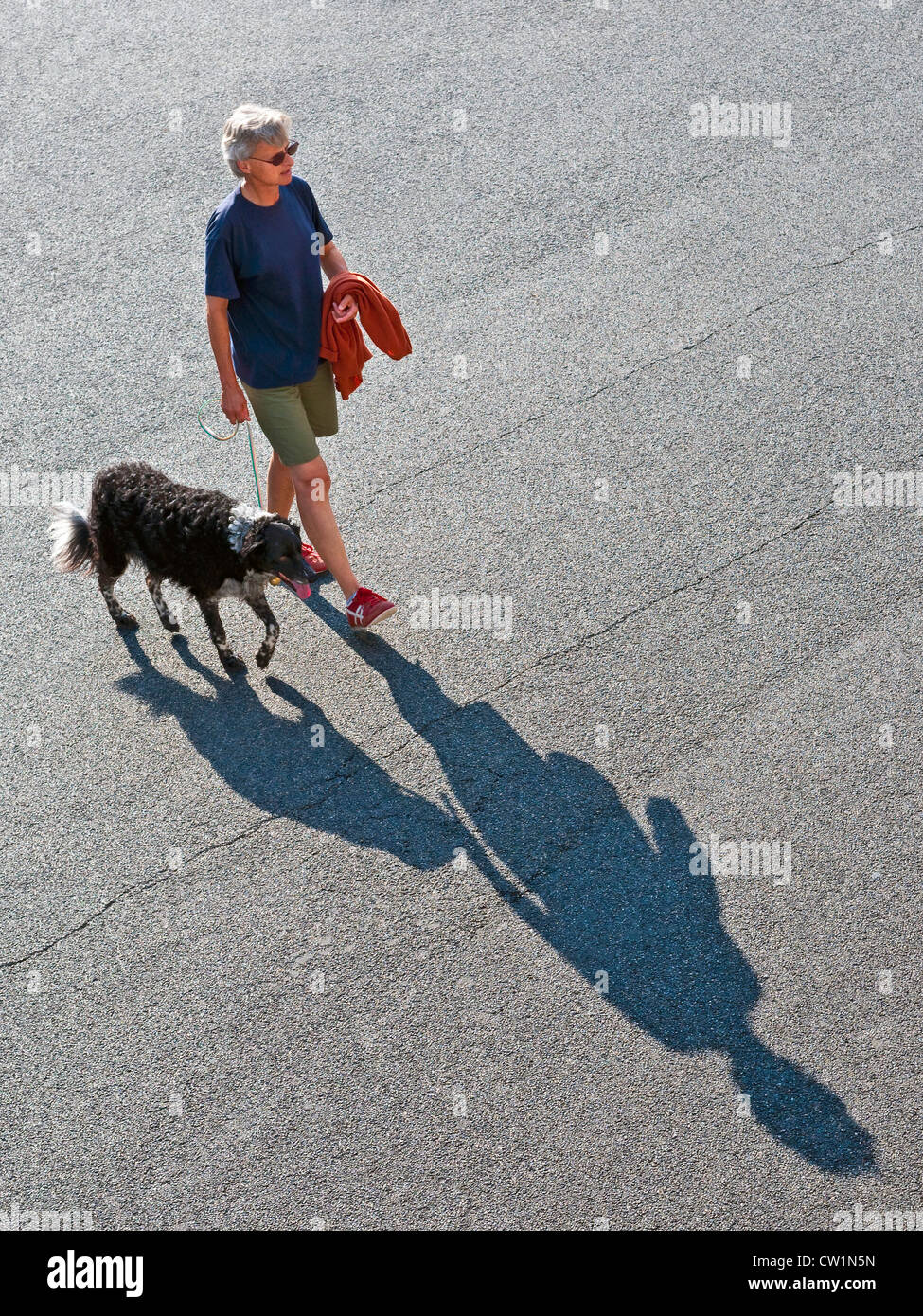 Vue de dessus de femme avec ombre portée de l'autre côté de la rue chien  marche - France Photo Stock - Alamy