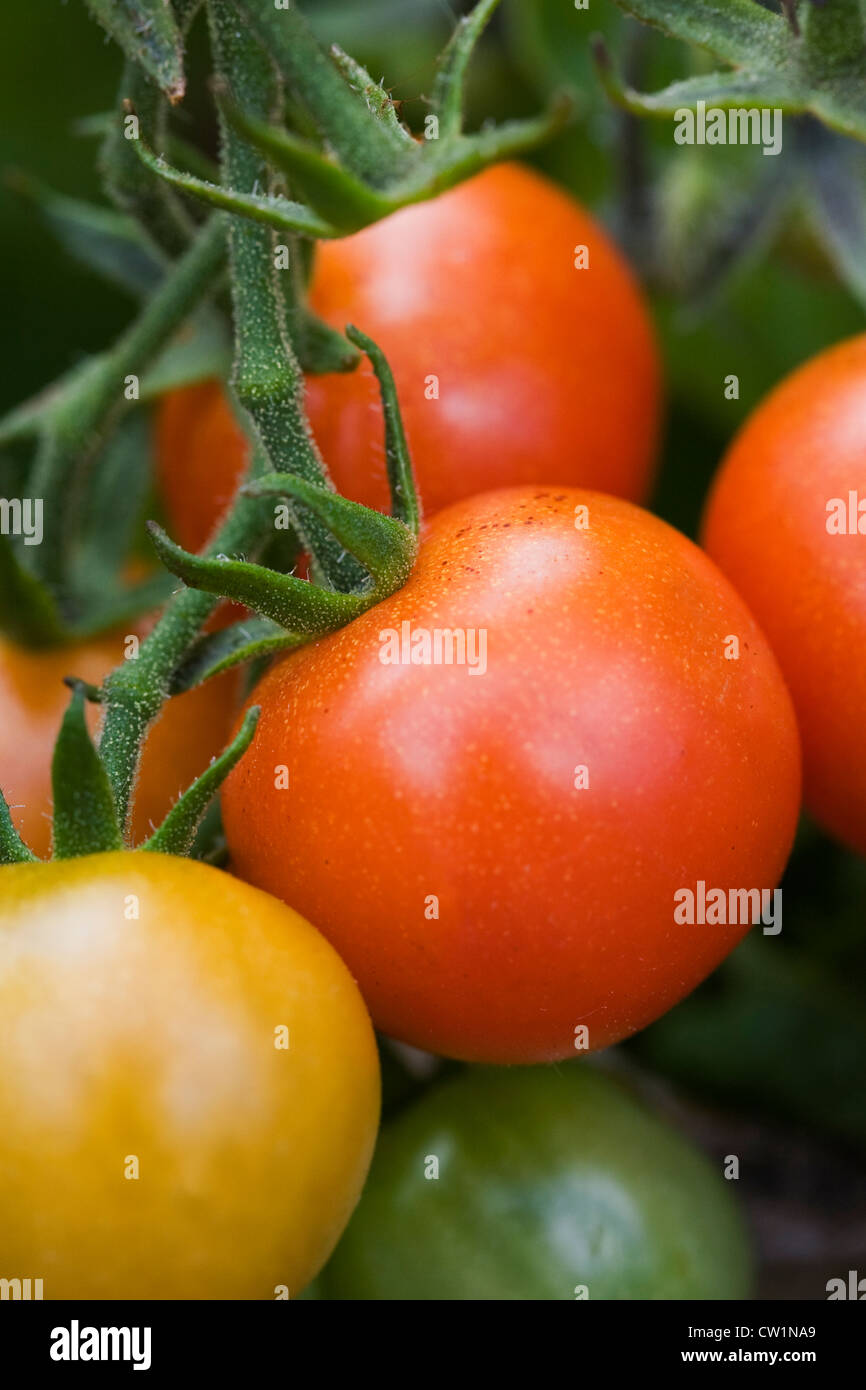 Lycopersicon esculentum. Le mûrissement des tomates sur la vigne. Banque D'Images