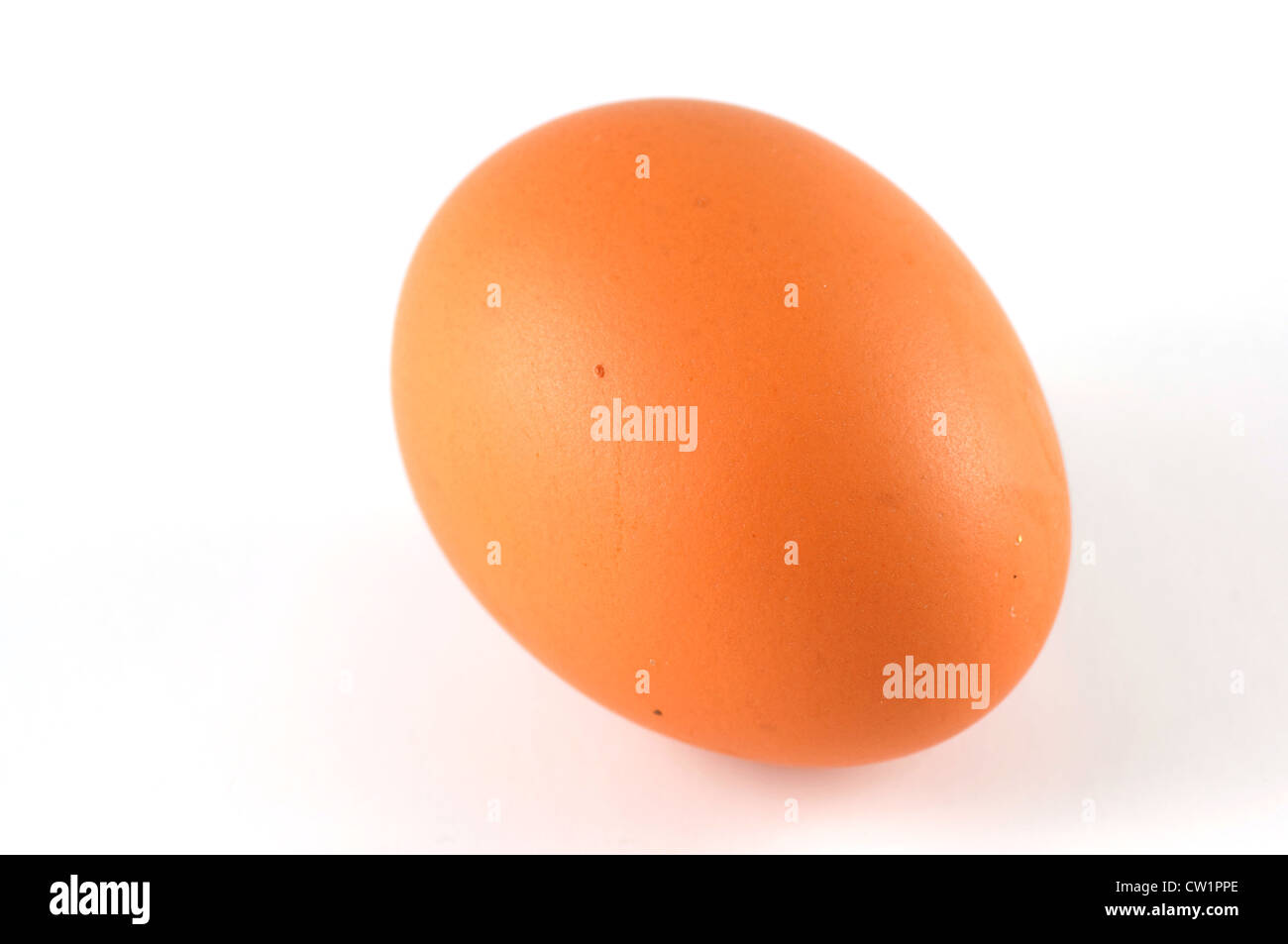 Un œuf sur un fond blanc Banque D'Images