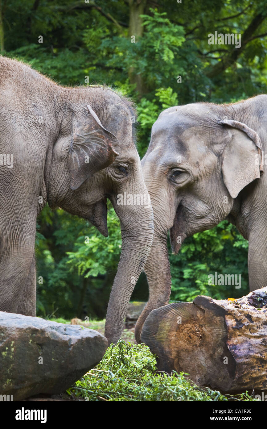 Les éléphants d'Asie ou Elephas maximus - verticale Banque D'Images
