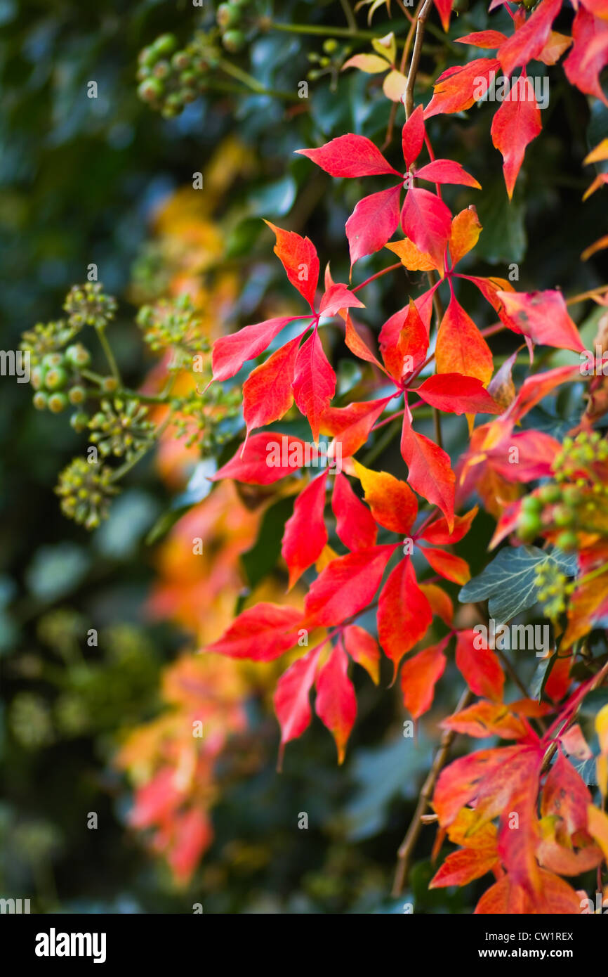 Feuilles rouges du Virginian colorés et rampantes lierre en automne Banque D'Images