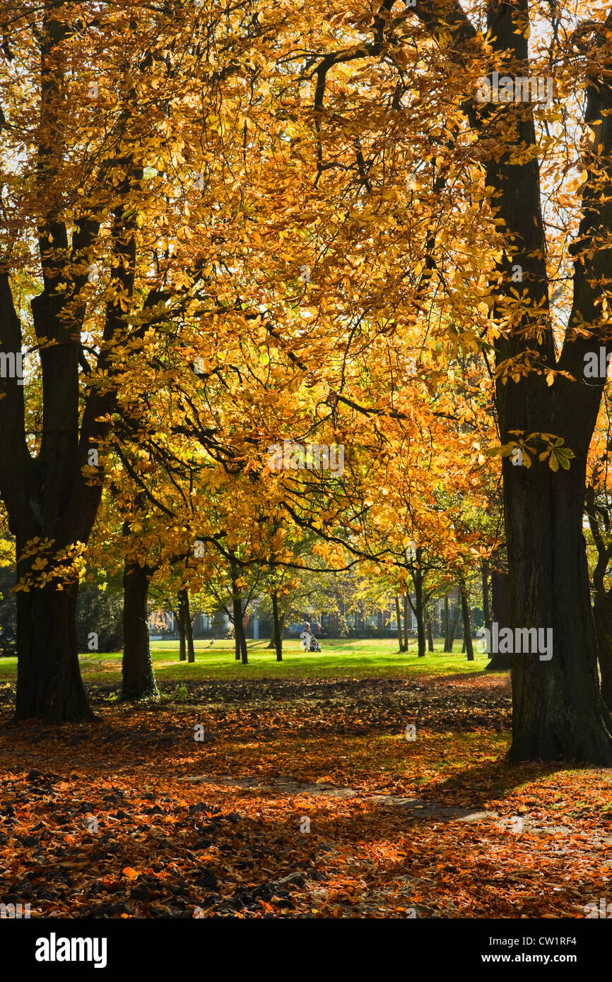 Castagnea ou châtaignier - lumière du soleil à travers les arbres en automne park Banque D'Images
