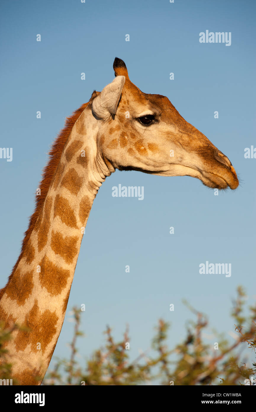 Girafe (Giraffa camelopardalis) portrait, Etosha National Park, Namibie, Oshikoto. Banque D'Images