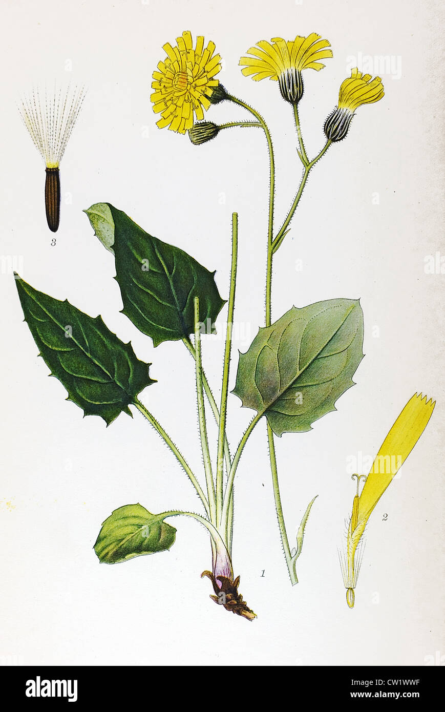 Hieracium triangular Banque D'Images