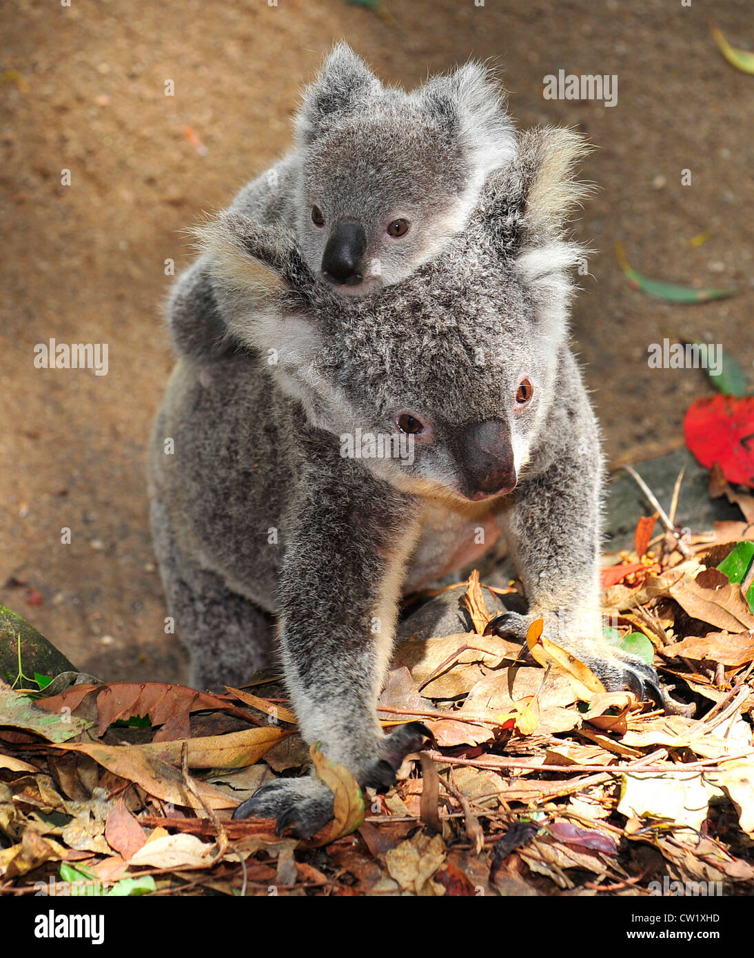 Le Koala Mere Avec Mignon Bebe Joey Sur Son Dos Marche Port Macquarie New South Wales Australie Mammifere Exotiques Avec Bebe Photo Stock Alamy
