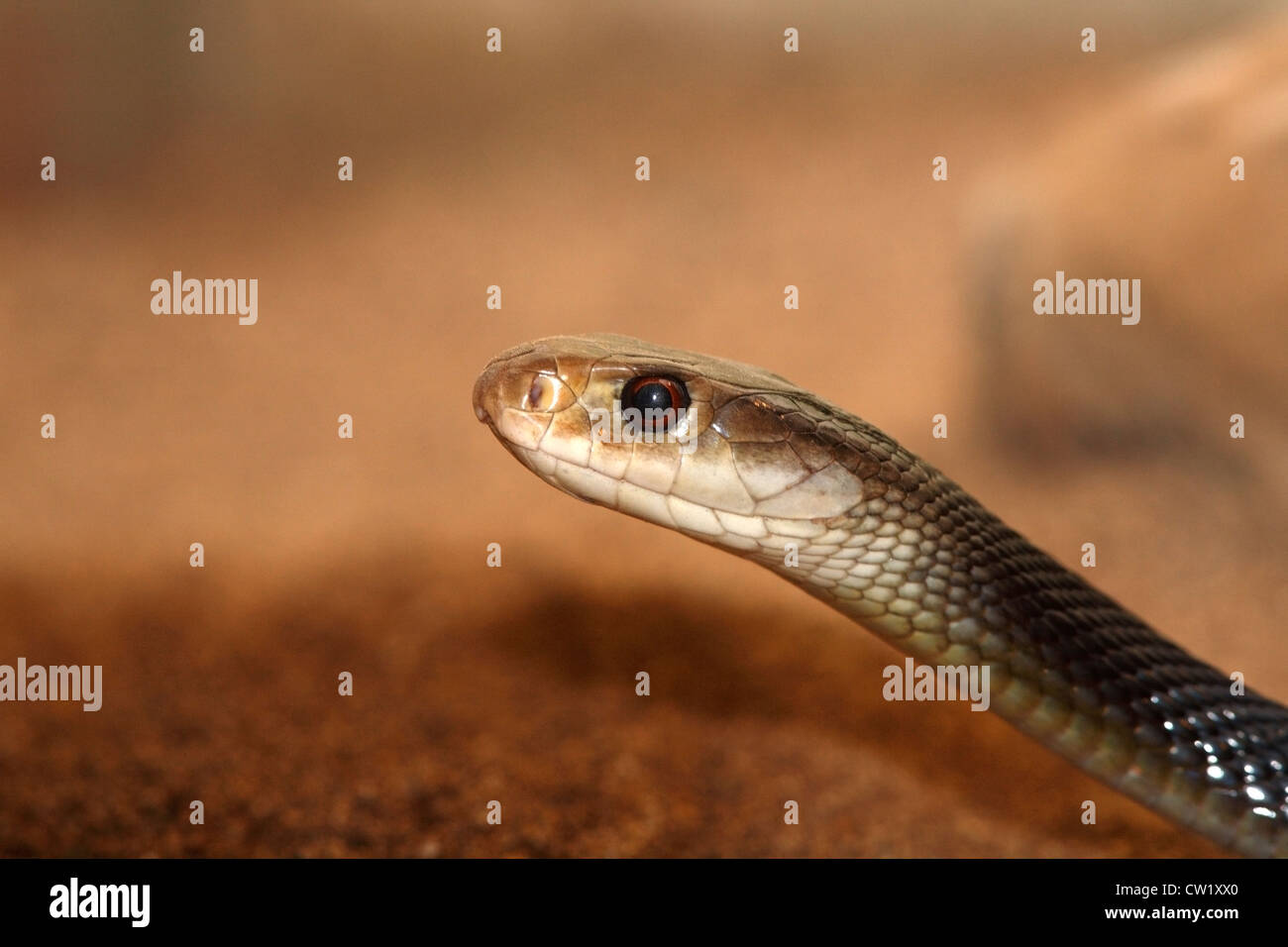 Le Taipan côtières Serpent, Oxyuranus scutellatus, trouvés en Australie et très venimeux. Aussi connu sous le nom de Eastern Taipan. Banque D'Images