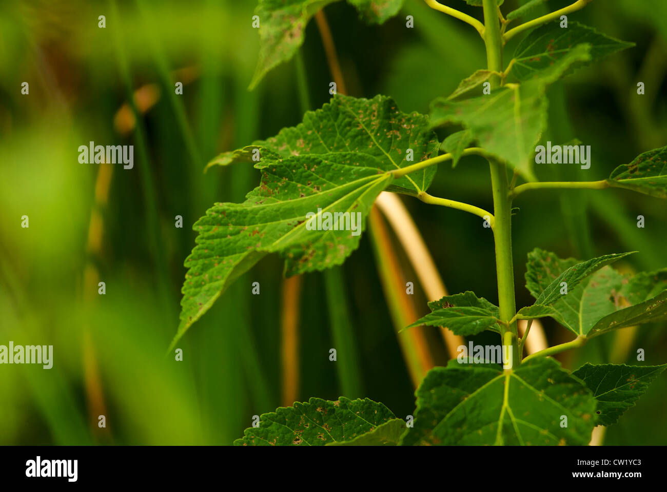 Ketmie des marais à la mi-août dans l'Ohio - trouvé dans la zone marécageuse du parc local Banque D'Images