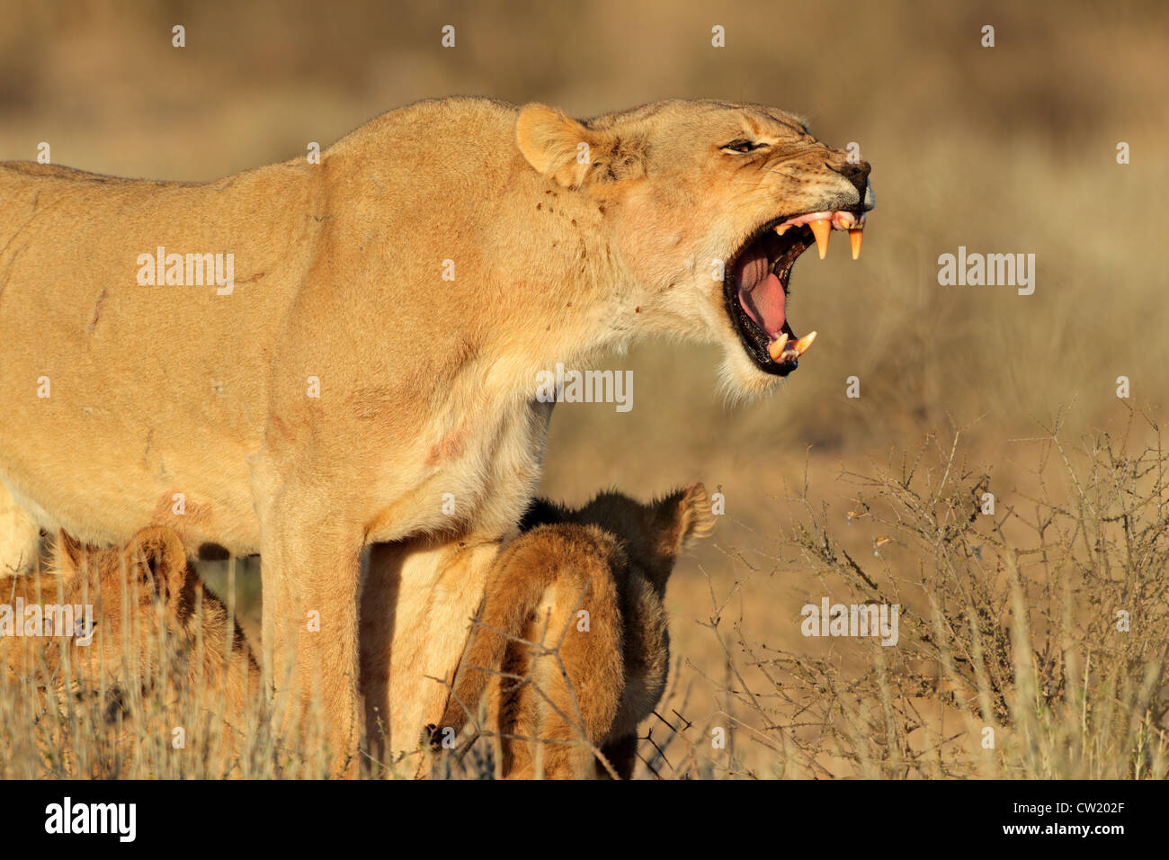 Lionne agressive (Panthera leo) défendre ses jeunes Louveteaux, Kgalagadi Transfrontier Park, Afrique du Sud Banque D'Images