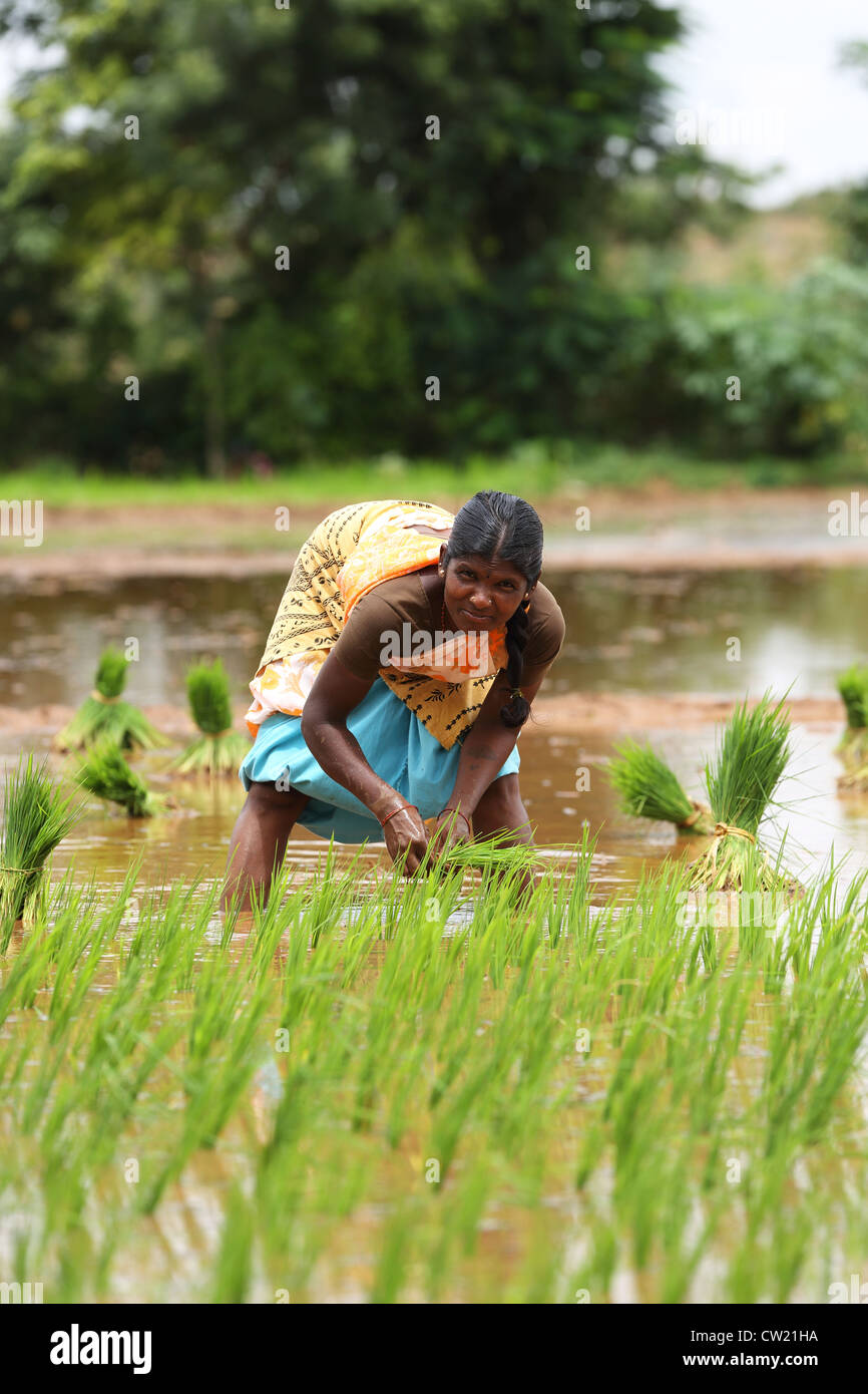 Les femmes indiennes dans une rizière Andhra Pradesh Inde du Sud Banque D'Images