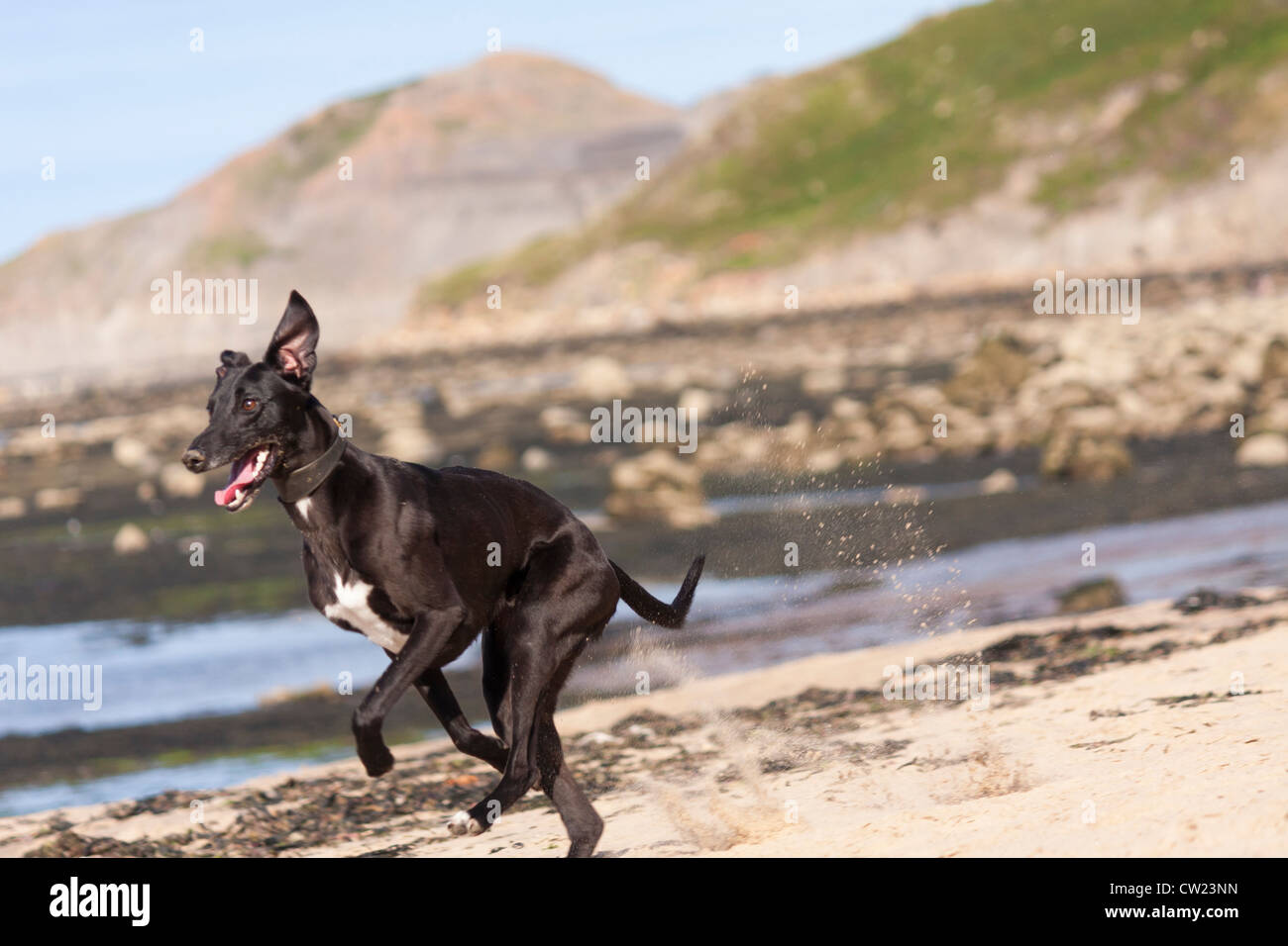 Un chien qui court sur le sable. Banque D'Images