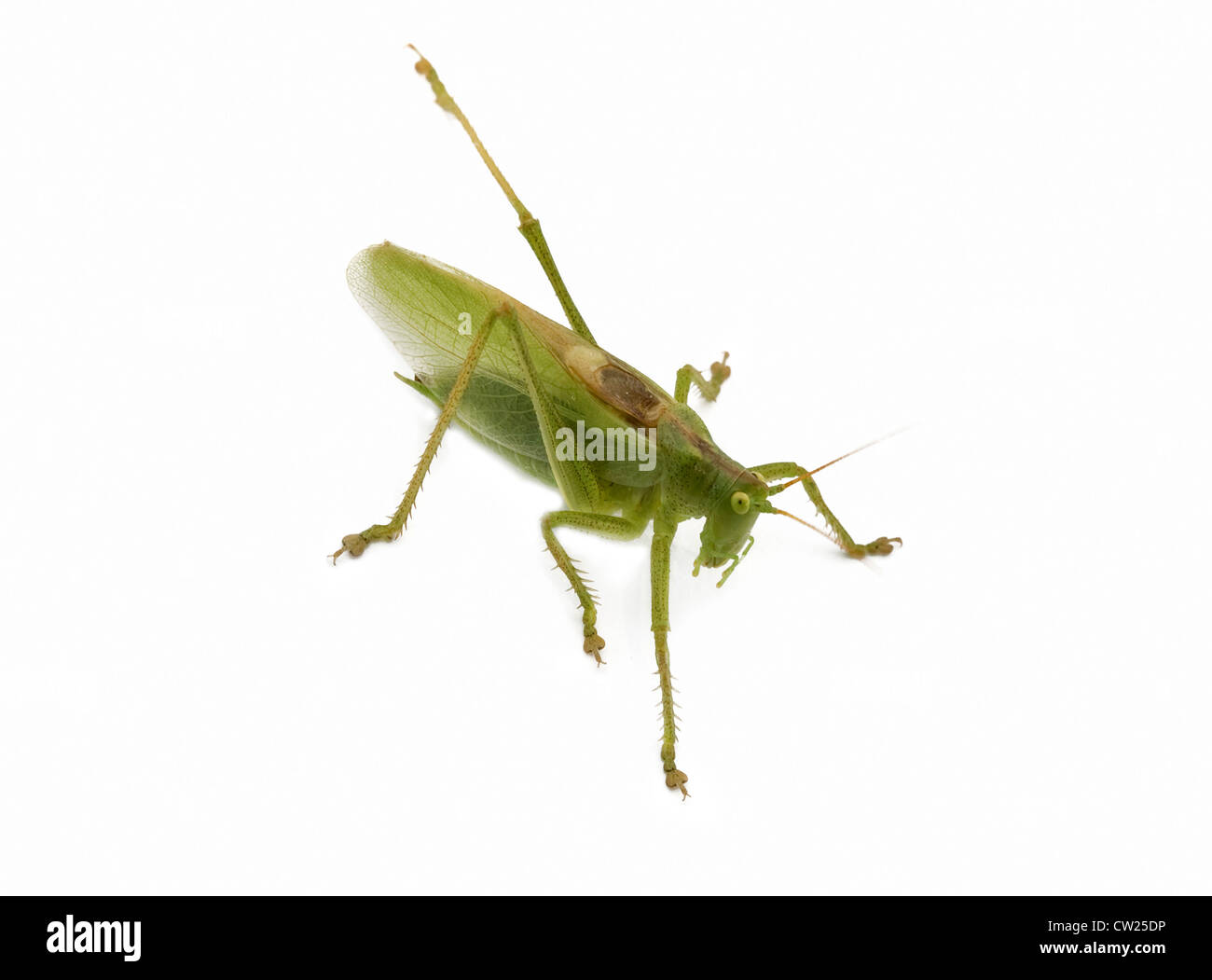 Une sauterelle isolated Banque D'Images