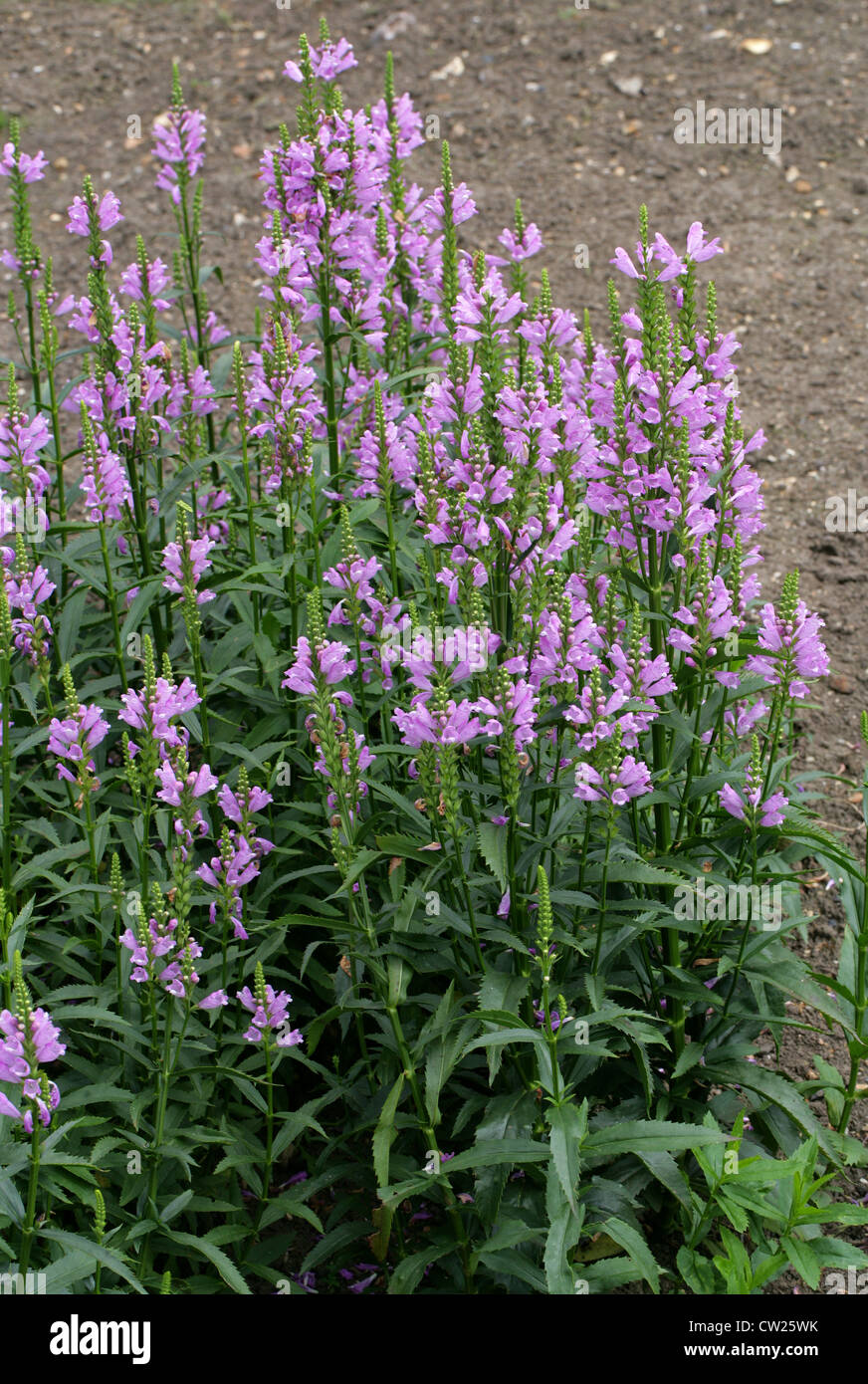 Usine obéissant ou False Dragonhead, Physostegia virginiana 'Summer Spire', Lamiaceae. USA, Amérique du Nord. Banque D'Images