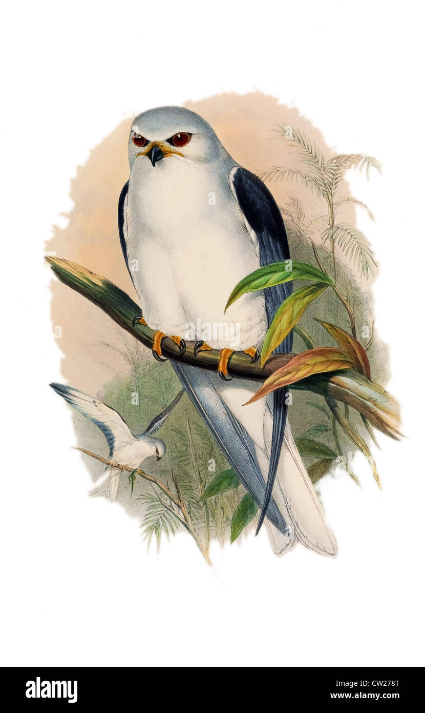 Illustration de la Black-winged Kite, un petit oiseau de proie diurne de la Famille des Accipitridae trouvés en Eurasie, en Afrique et en Asie. Banque D'Images