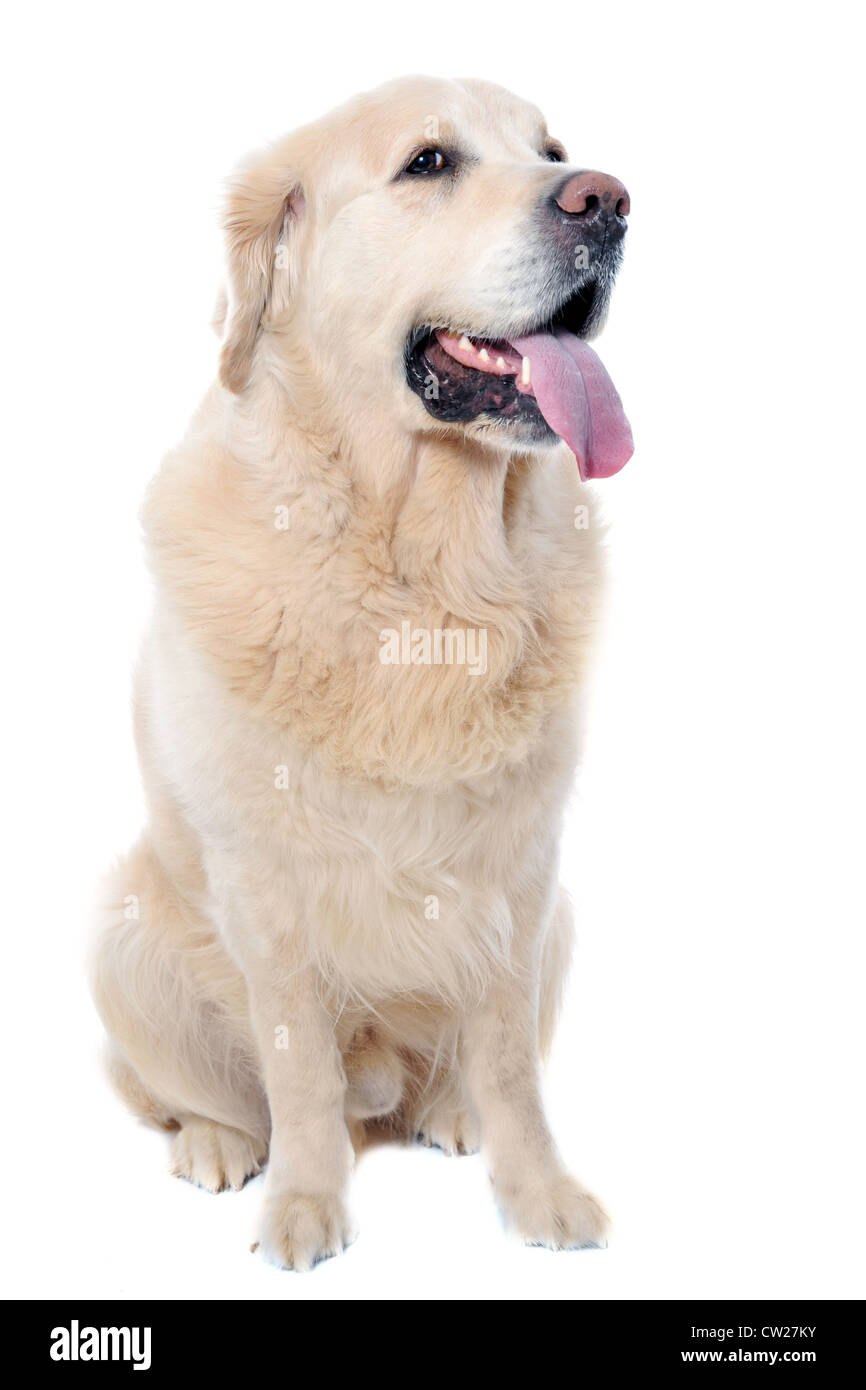 Golden retriever pure race, assis devant un fond blanc Banque D'Images Golden retriever pure race, assis devant un fond blanc Banque D'Images