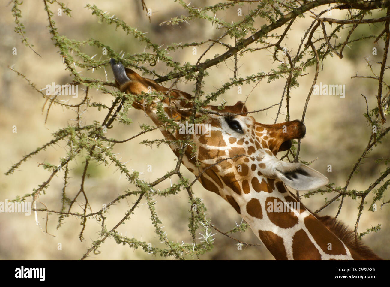 Giraffe réticulée se nourrissant d'acacia épineux, Samburu, Kenya Banque D'Images