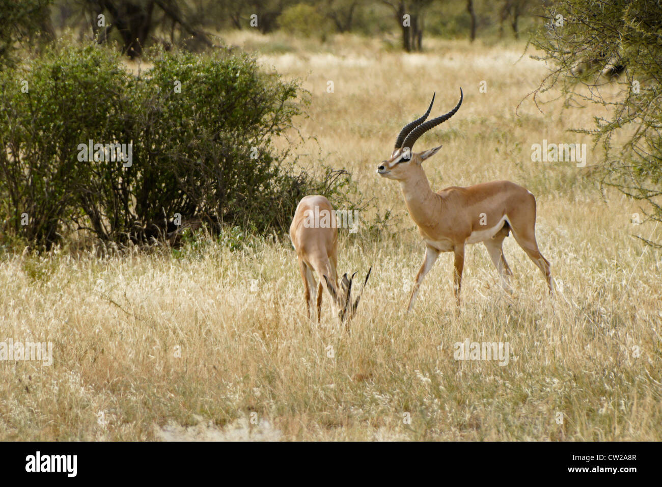 La subvention pour les hommes et femmes des gazelles, Samburu, Kenya Banque D'Images