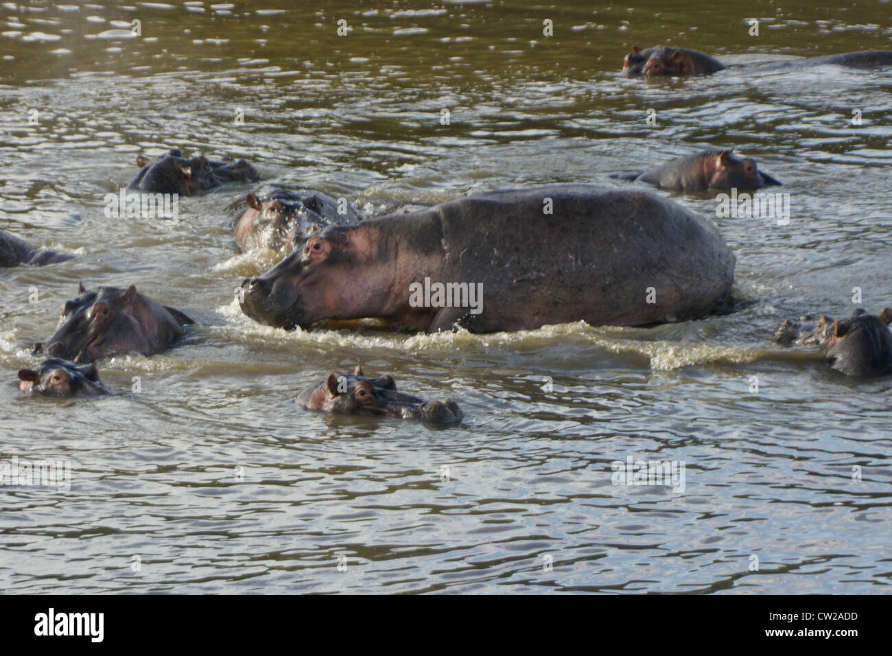 Hippopotames dans la rivière Mara, Masai Mara, Kenya Banque D'Images