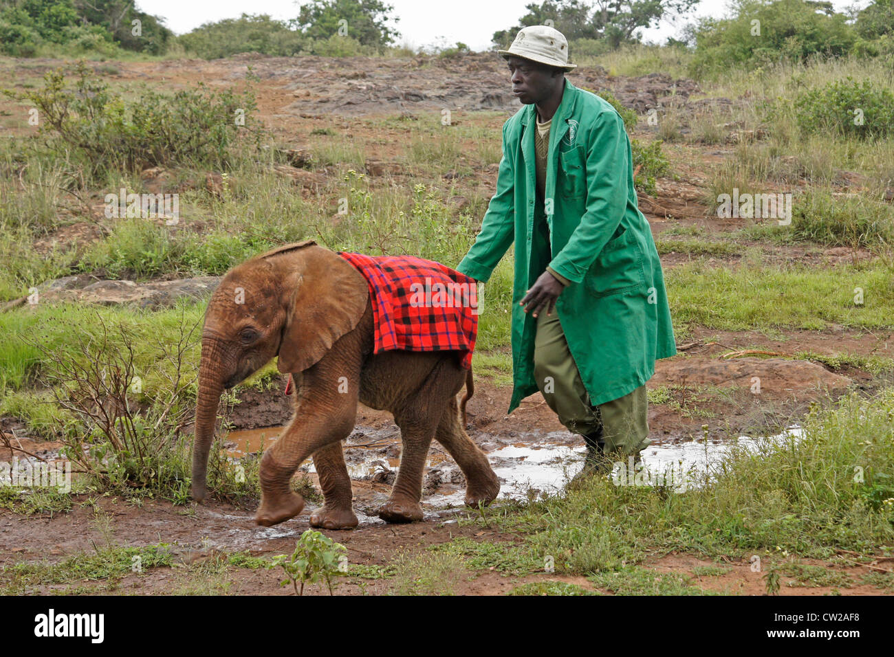 Veau d'éléphants orphelins avec gardien, Nairobi, Kenya Banque D'Images