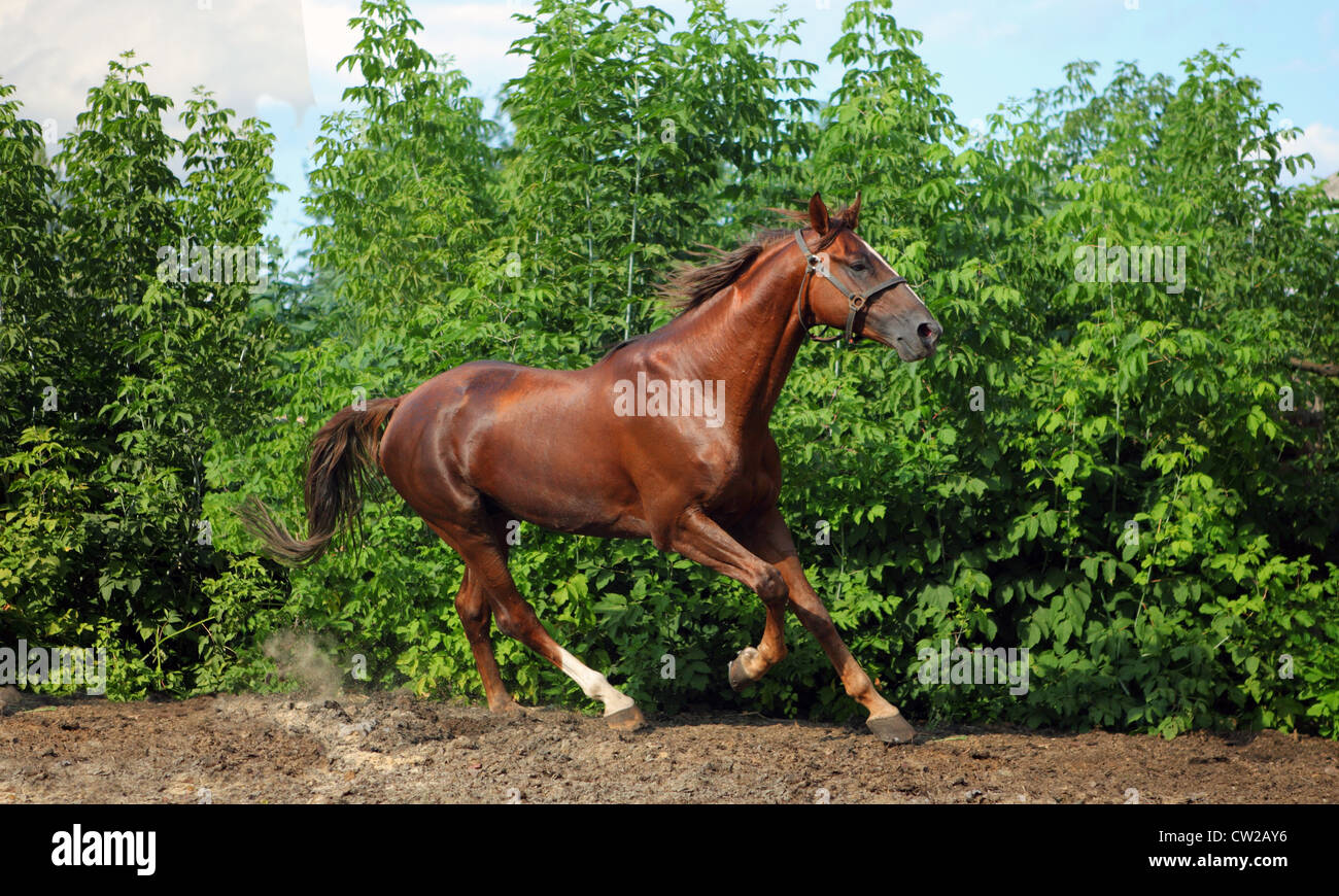 Cheval galopant de pur-sang Bay Banque D'Images