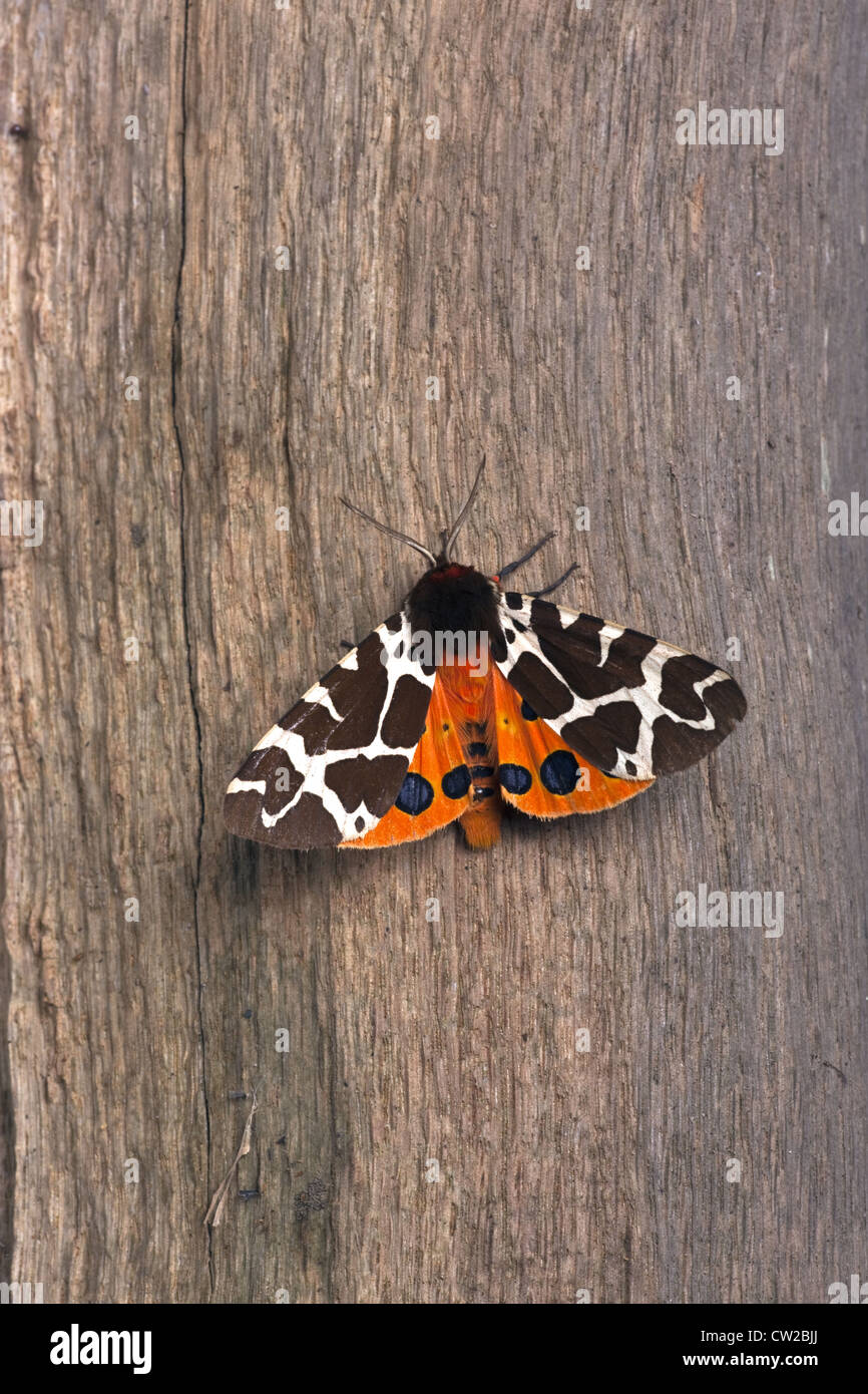 Jardin Tiger Moth Arctica caja reposant sur poteau de clôture de jardin Banque D'Images