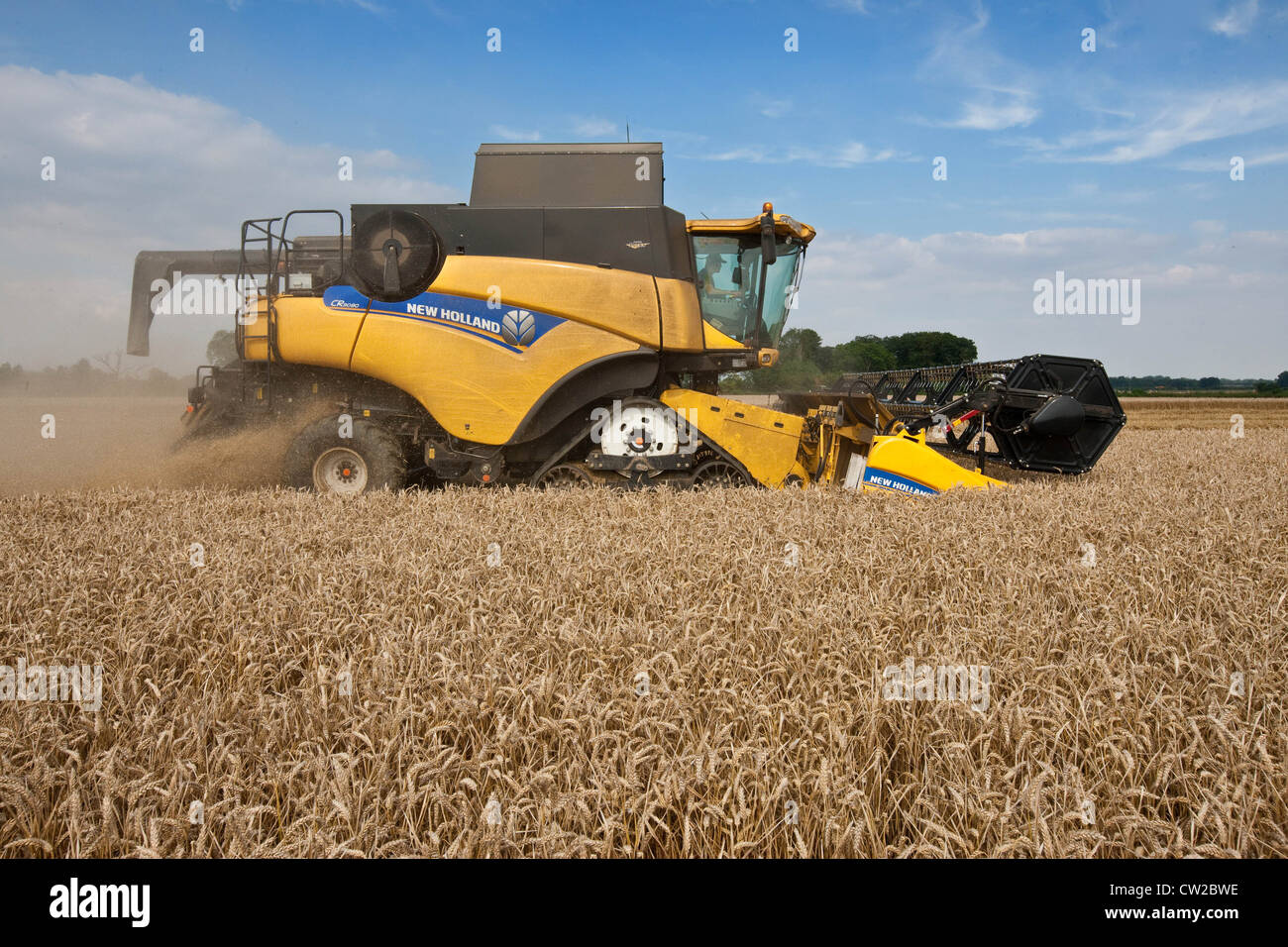 La récolte de blé d'hiver cordiale dans le Lincolnshire Banque D'Images