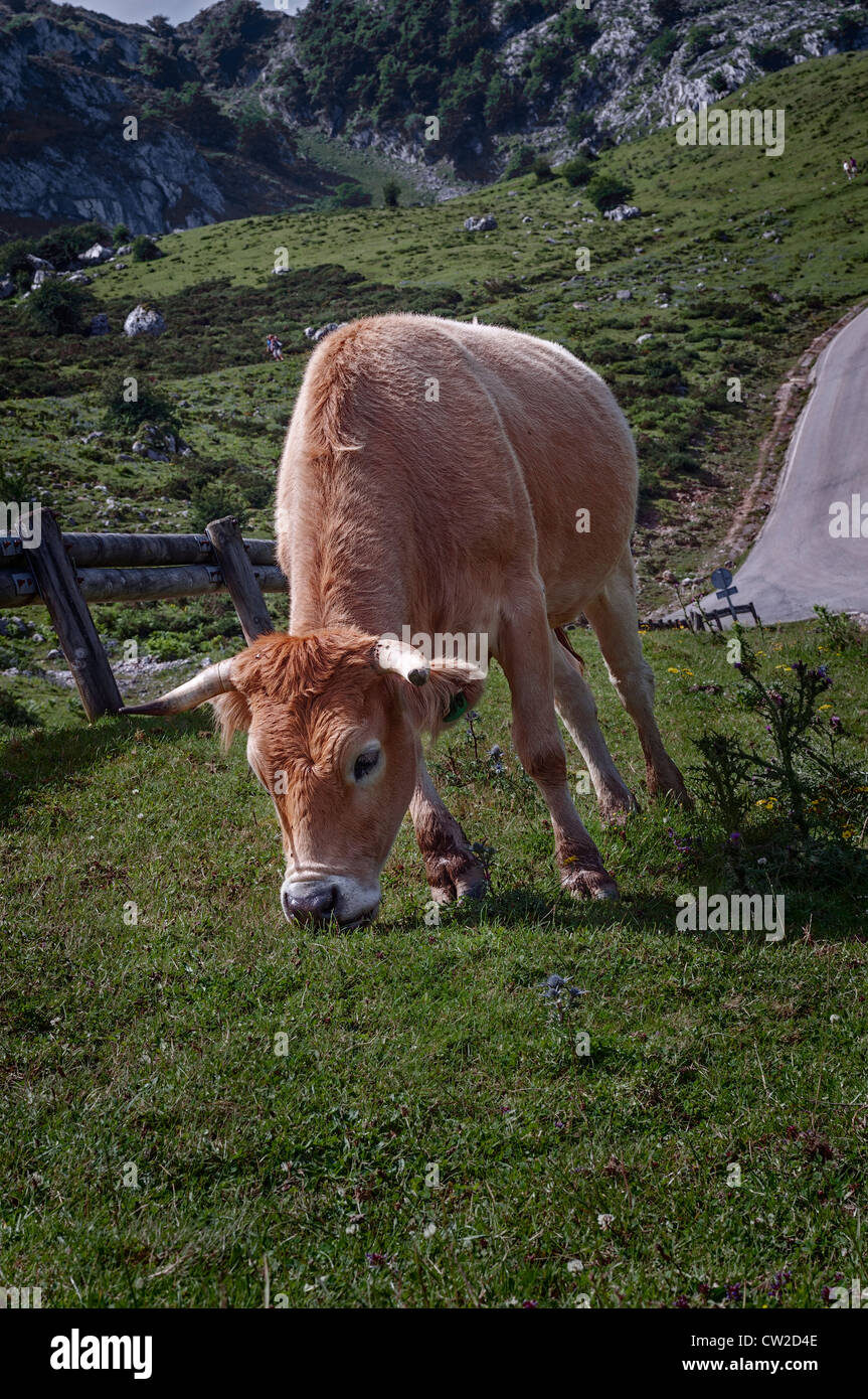 Vache paissant dans la campagne des Lacs de Covadonga, Principauté des Asturies, Espagne, Europe Banque D'Images