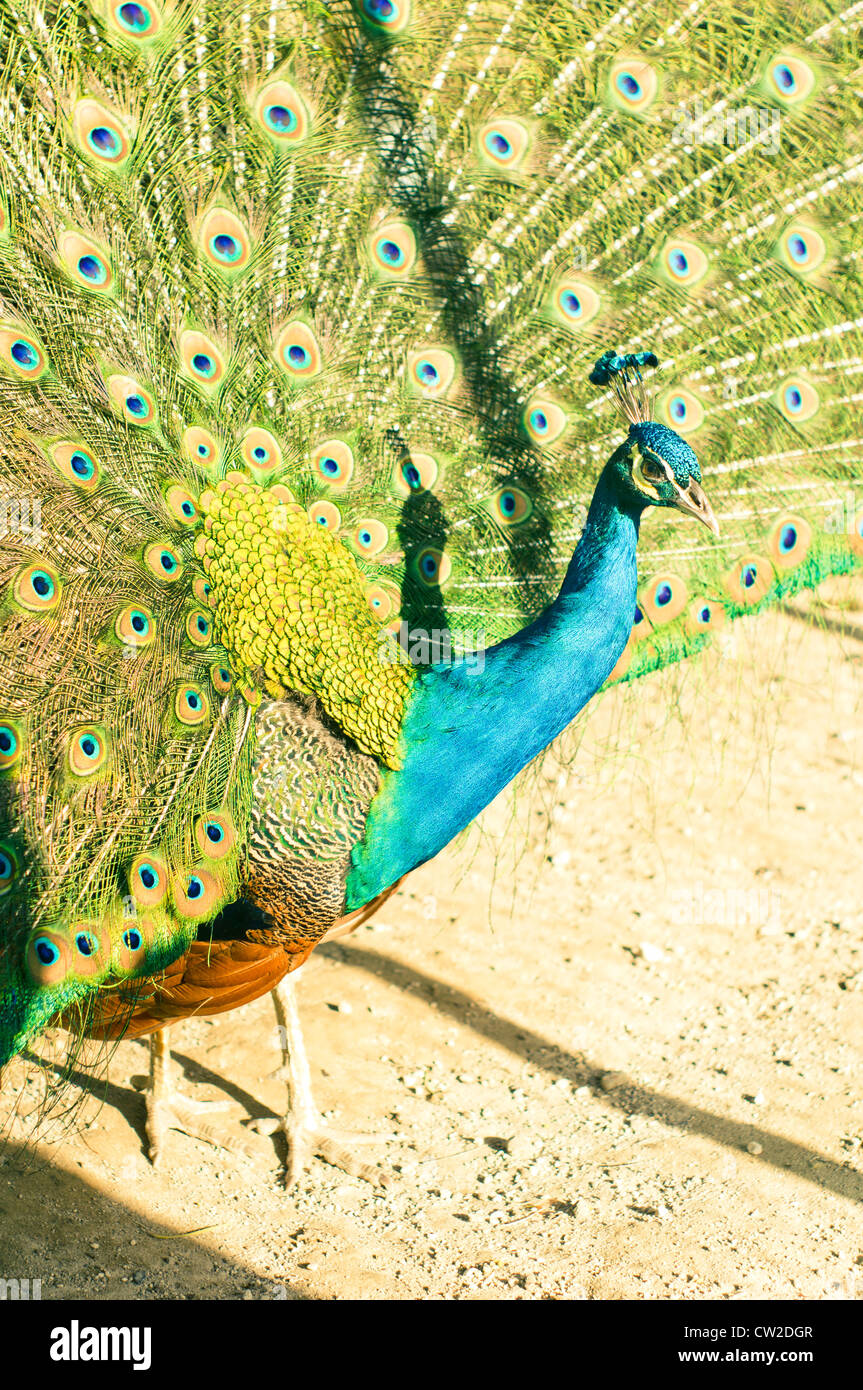 Peacock, paons Indiens de sexe masculin, un résident en Asie du Sud, l'oiseau national de l'Inde. Banque D'Images