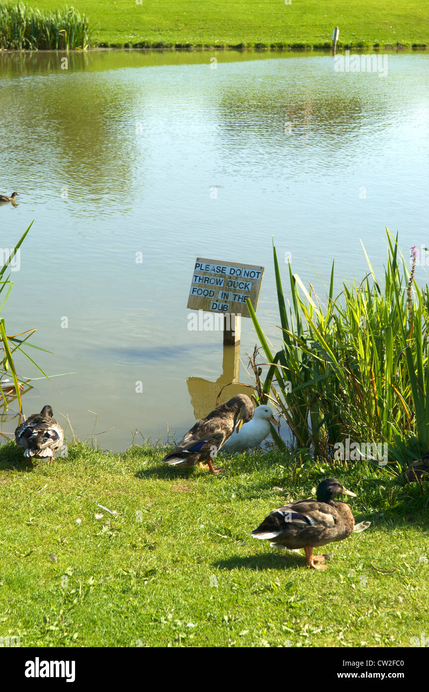 Wrea Green Village Duck Pond en été, Lancashire, Royaume-Uni Banque D'Images