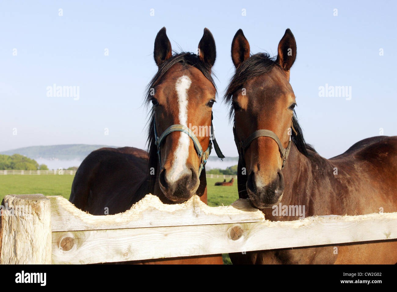 Portrait de deux chevaux dans le paddock Banque D'Images