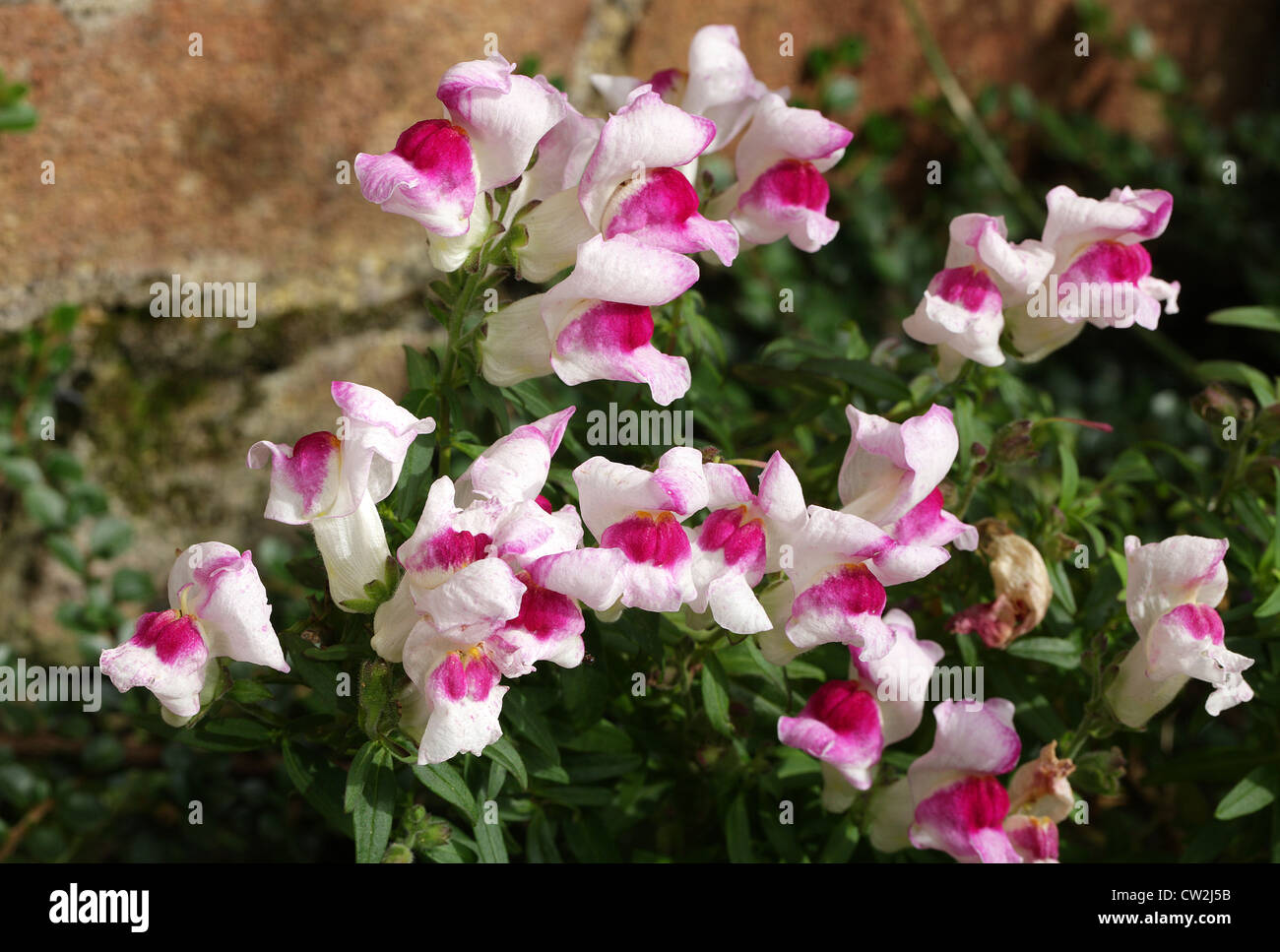 Muflier commun, Antirrhinum majus, Plantaginaceae. Méditerranée. Banque D'Images