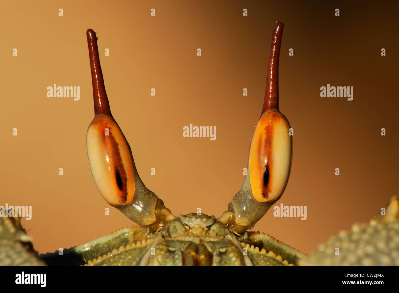Le crabe fantôme cornu (Ocypode) ceratopthalnus Seychelles.Dist. Les îles tropicales et des océans dans le monde entier. Banque D'Images