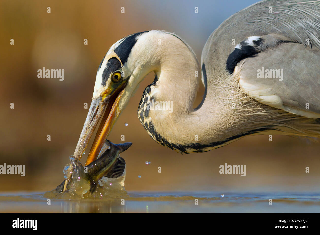 Héron cendré (Ardea cinerea) avec un poisson dans son bec.Faim Banque D'Images