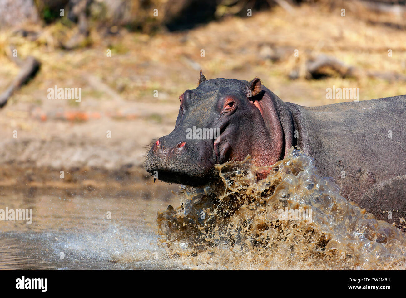 En exécution d'hippopotames adultes à trou d'eau. Banque D'Images