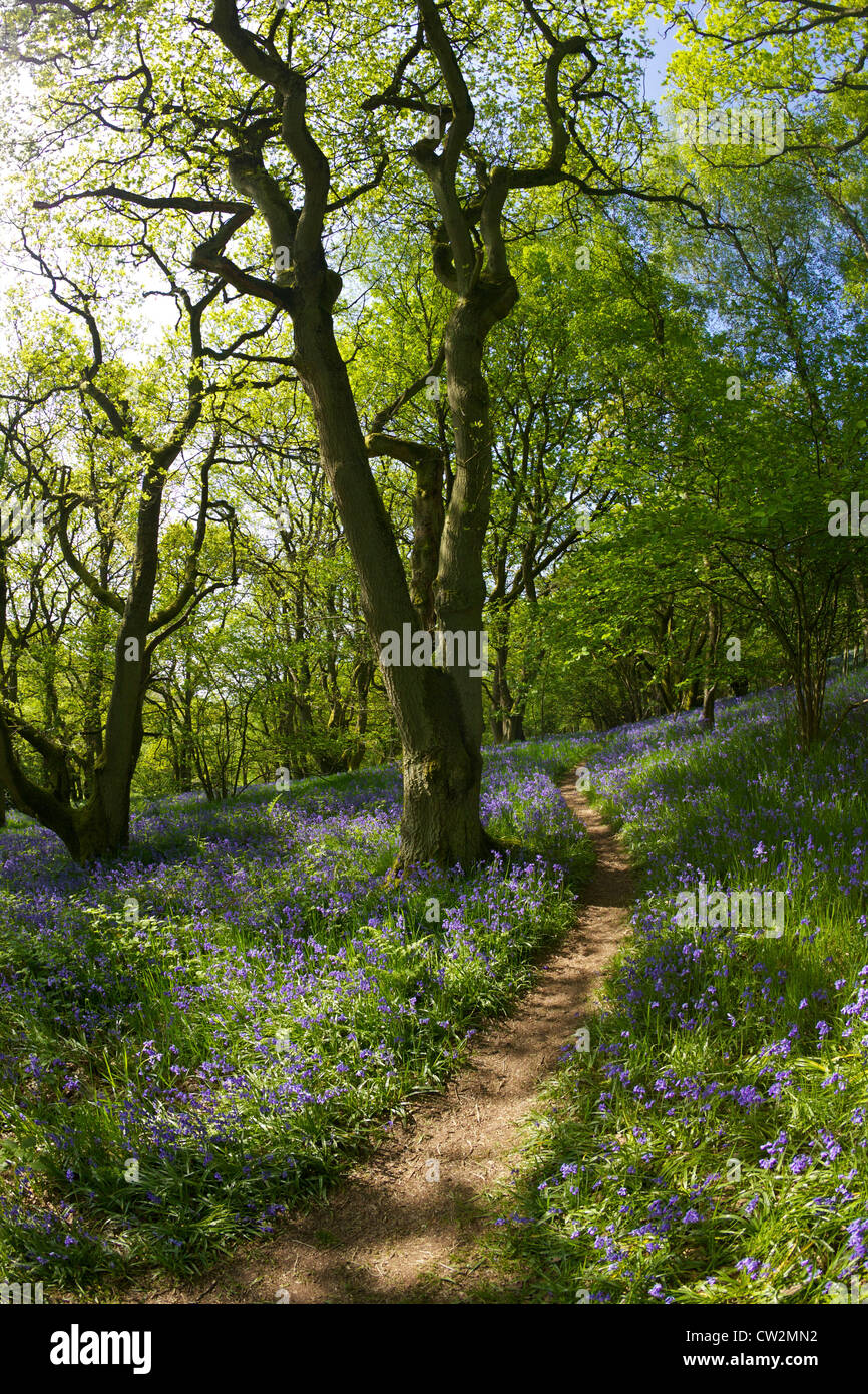 English bluebells en mai, Hyacinthoides non-scripta, et d'anciennes forêts de chênes sessiles, Quercus petraea, Shropshire Banque D'Images