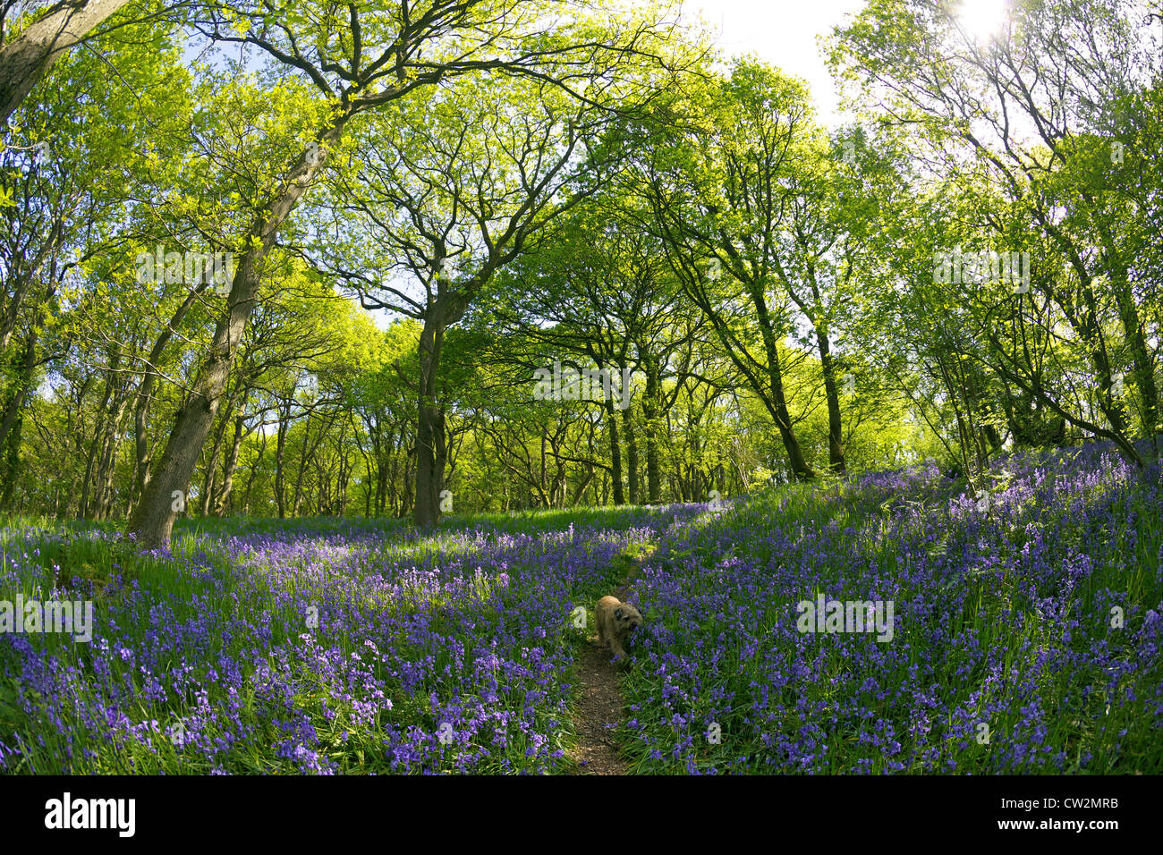 English bluebells en mai, Hyacinthoides non-scripta, et d'anciennes forêts de chênes sessiles, Quercus petraea, Shropshire Banque D'Images