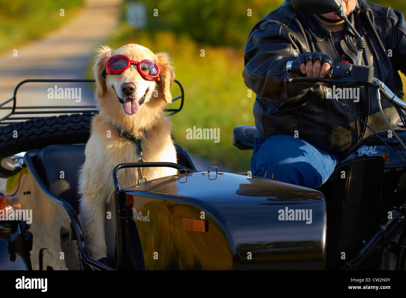 Golden Retriever Équitation en side-car Moto Banque D'Images