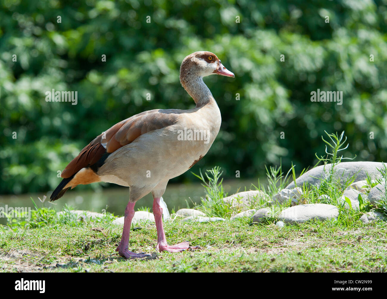 Egyptian goose à côté d'un lac Banque D'Images