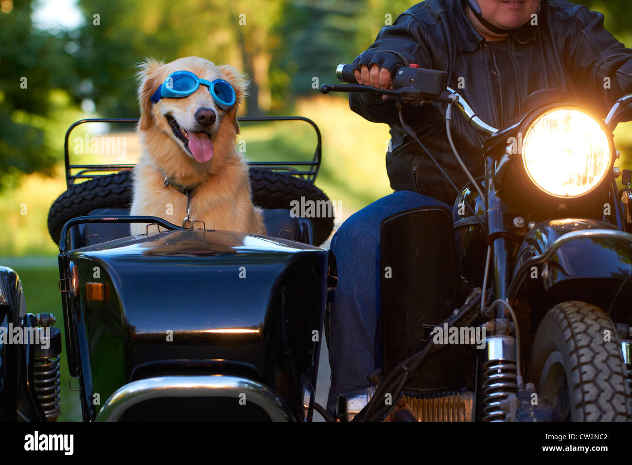 Chien En Side Car