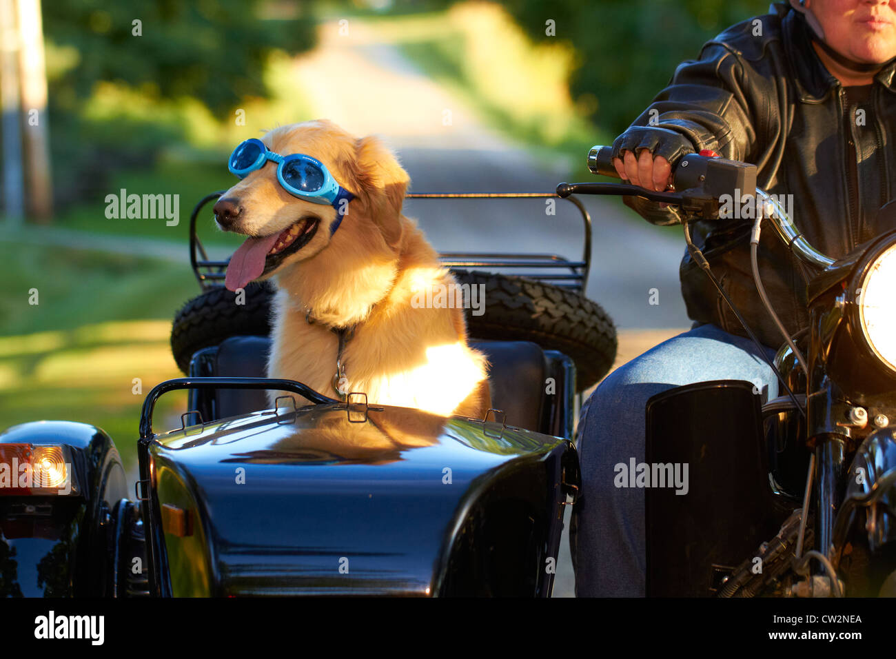 Golden Retriever Équitation en side-car Moto Banque D'Images