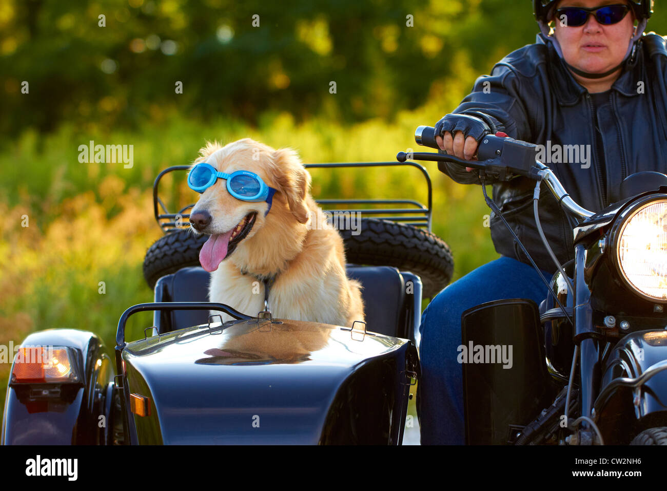 Golden Retriever Équitation en side-car Moto Banque D'Images