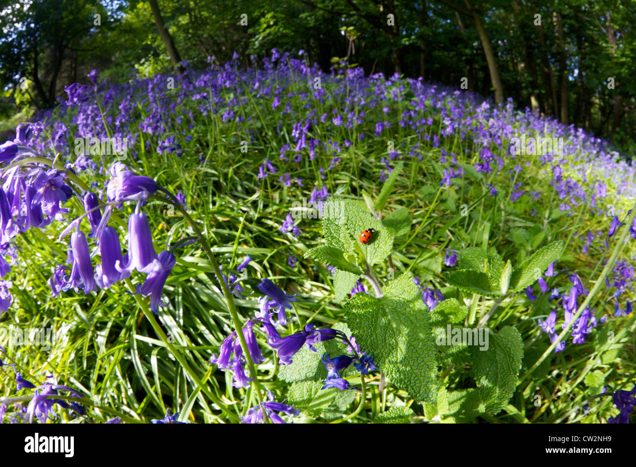 Coccinelle en bois Bluebell au soleil du printemps, Haughmond Hill, Shrewsbury, Shropshire, Angleterre, Royaume-Uni, UK, FR Banque D'Images
