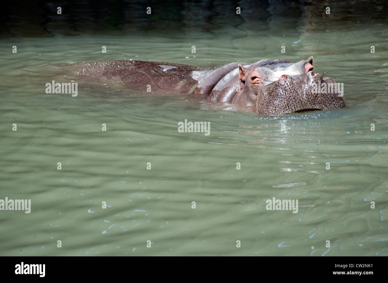 Les hippopotames se baignant dans un lac Banque D'Images