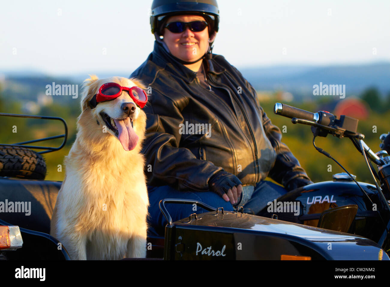 Golden Retriever Équitation en side-car Moto Banque D'Images