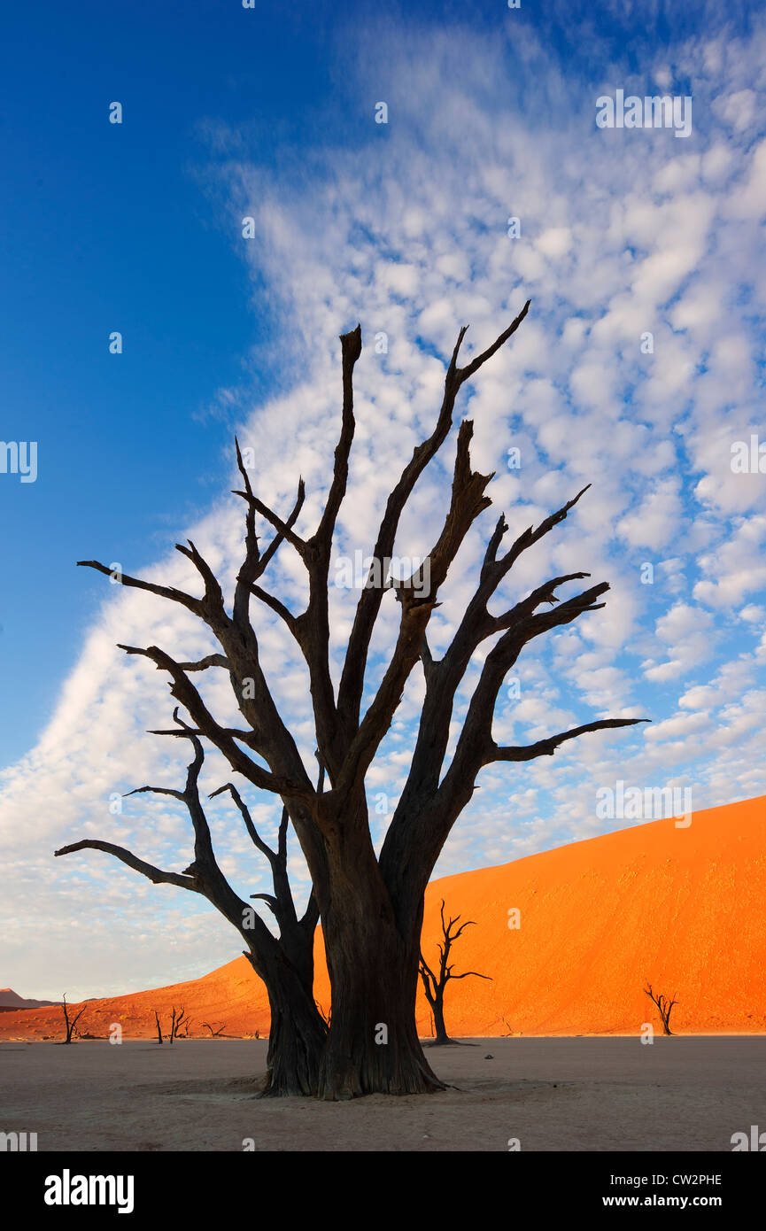 Marais salant. Dead Vlei.La Namibie Banque D'Images