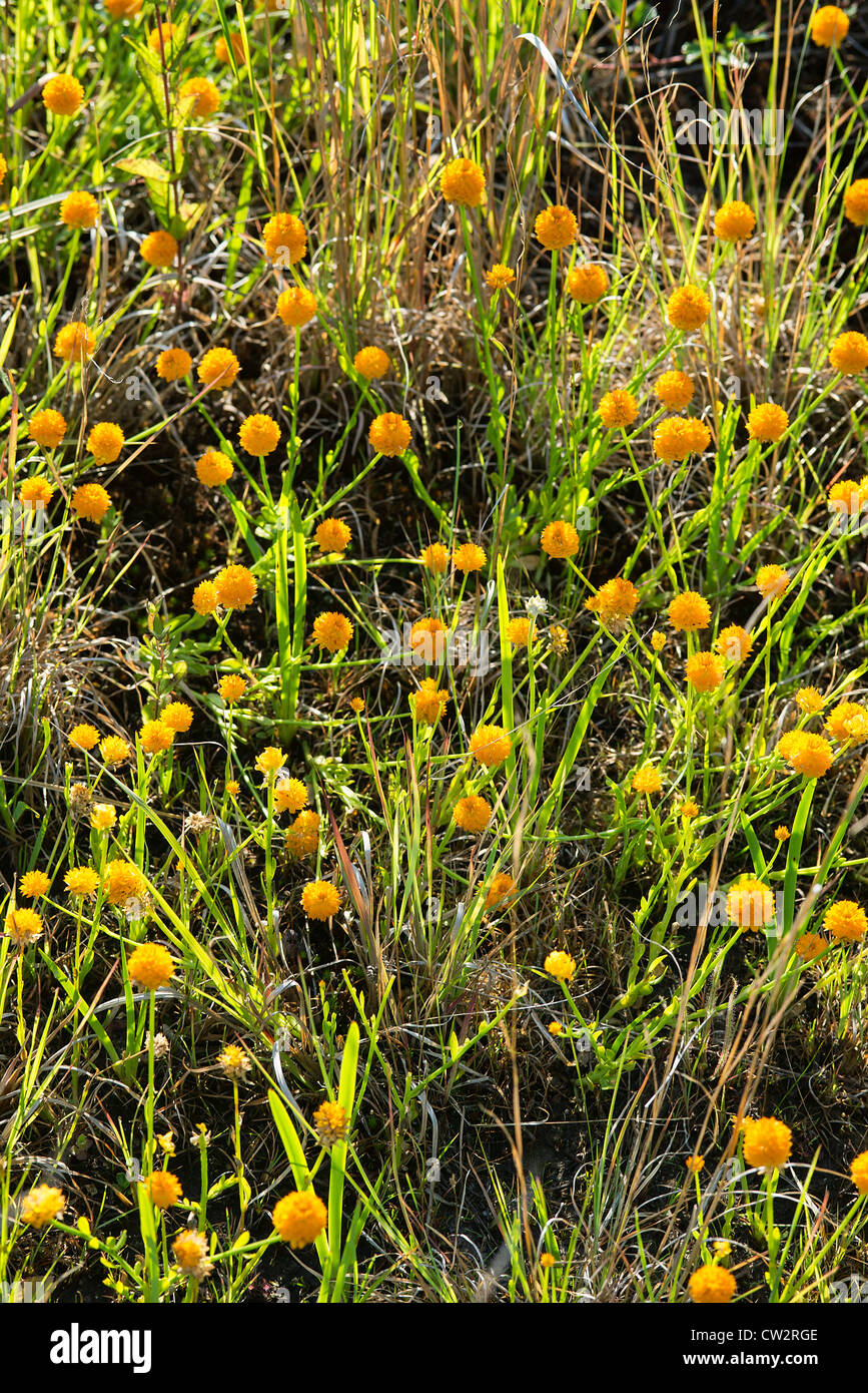 Les bonbons, polygala lutea Banque D'Images