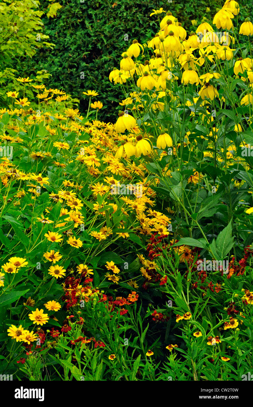 (Ratibida pinnata jaune) et le cône rouge fleurs, Grand Sudbury, Ontario, Canada Banque D'Images